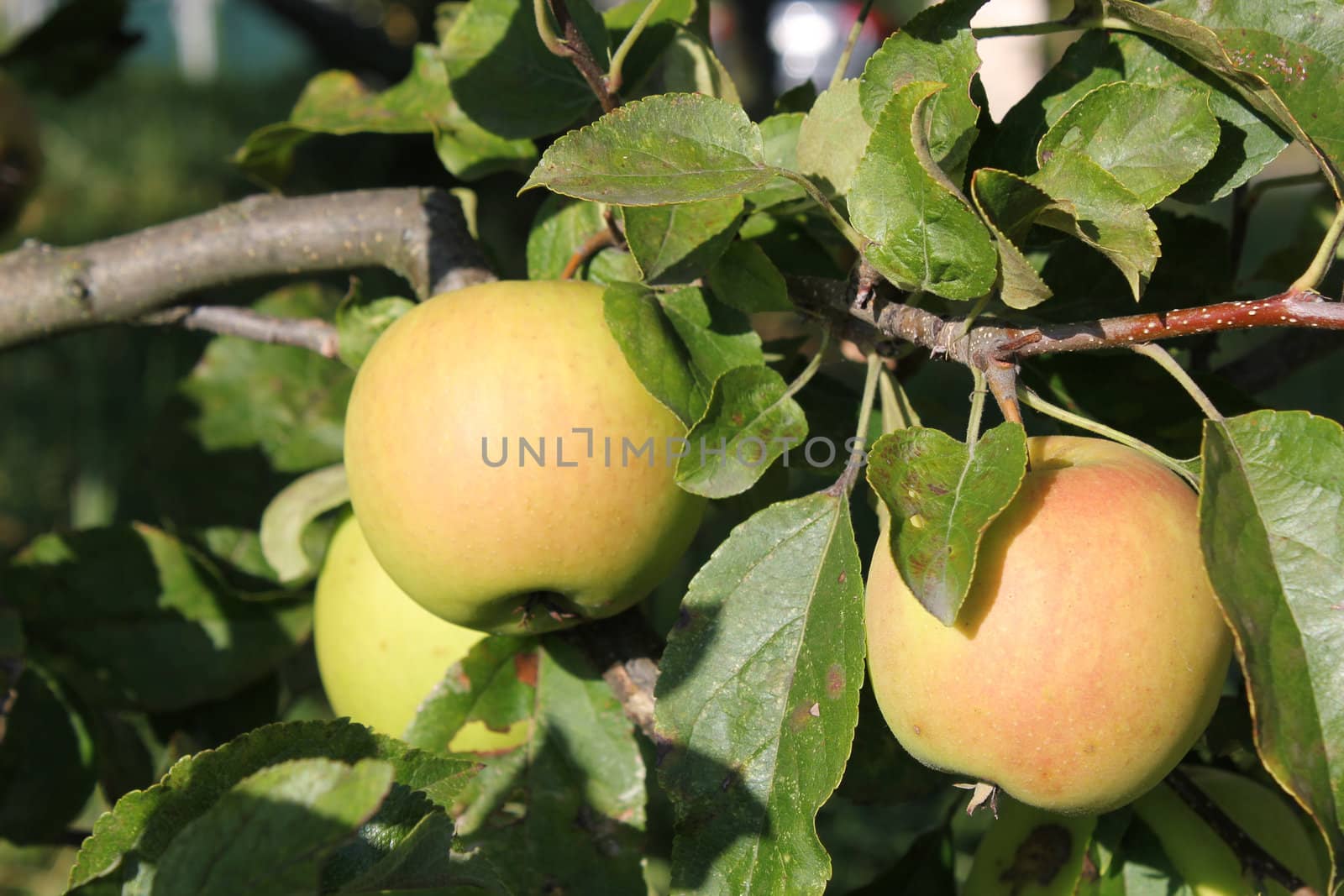 Three green and red apples surrounded by leaves on the branch of an apple tree