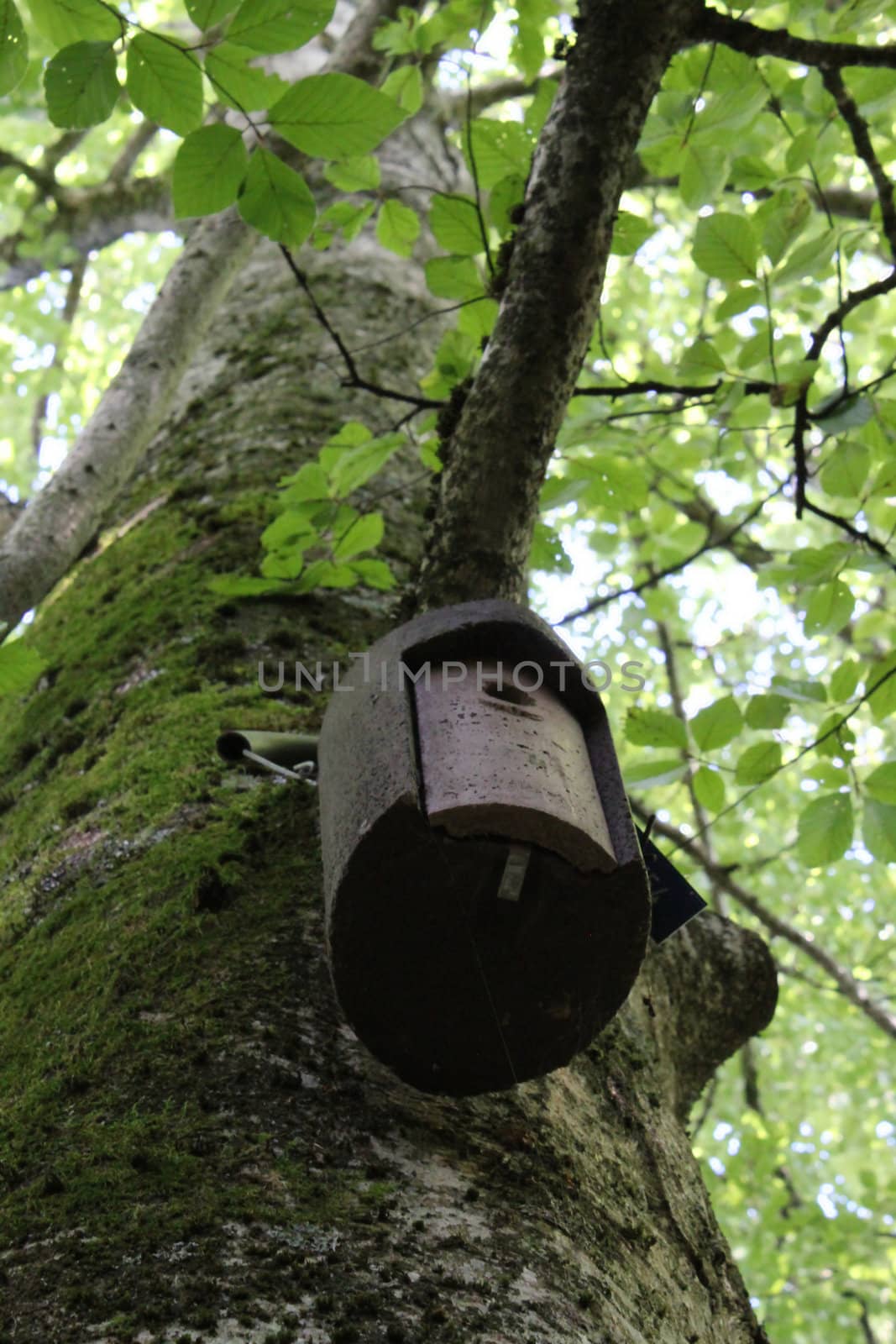 Little bird house hanging on the branch of a tree in the forest