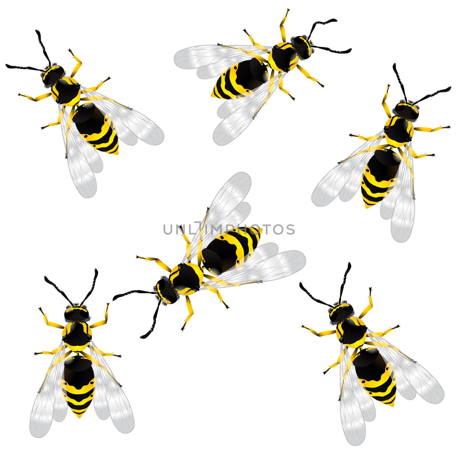 Realistic wasps, isolated objects over white background
