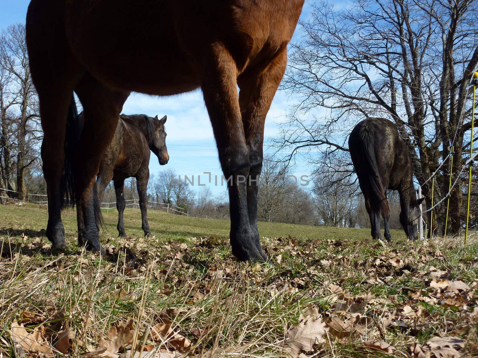 Three horses standing in a meadow by winter beautiful day