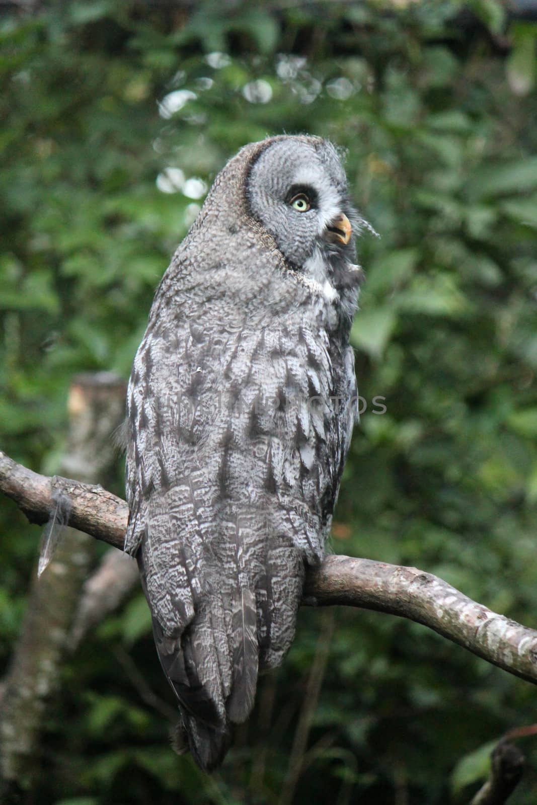 Grey violet lap owl standing on a branch and turning its head a little to look behind it