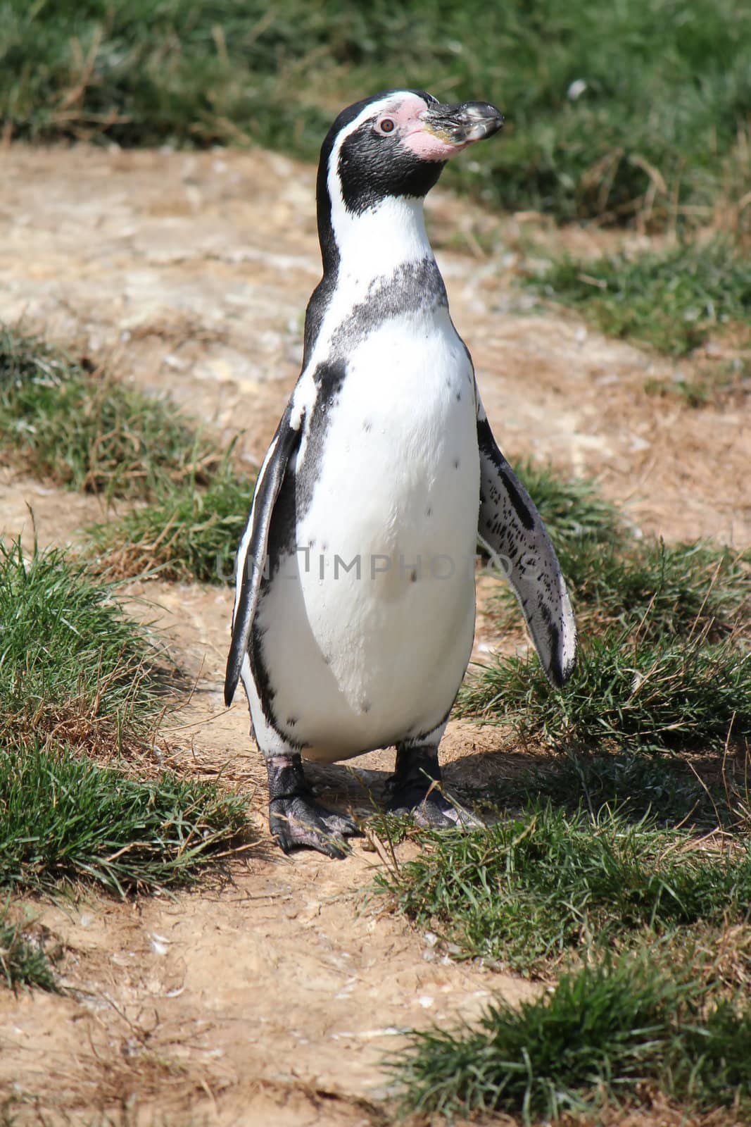 Black and white spheniscus humboldti penguin standing on its feet on the grassy ground