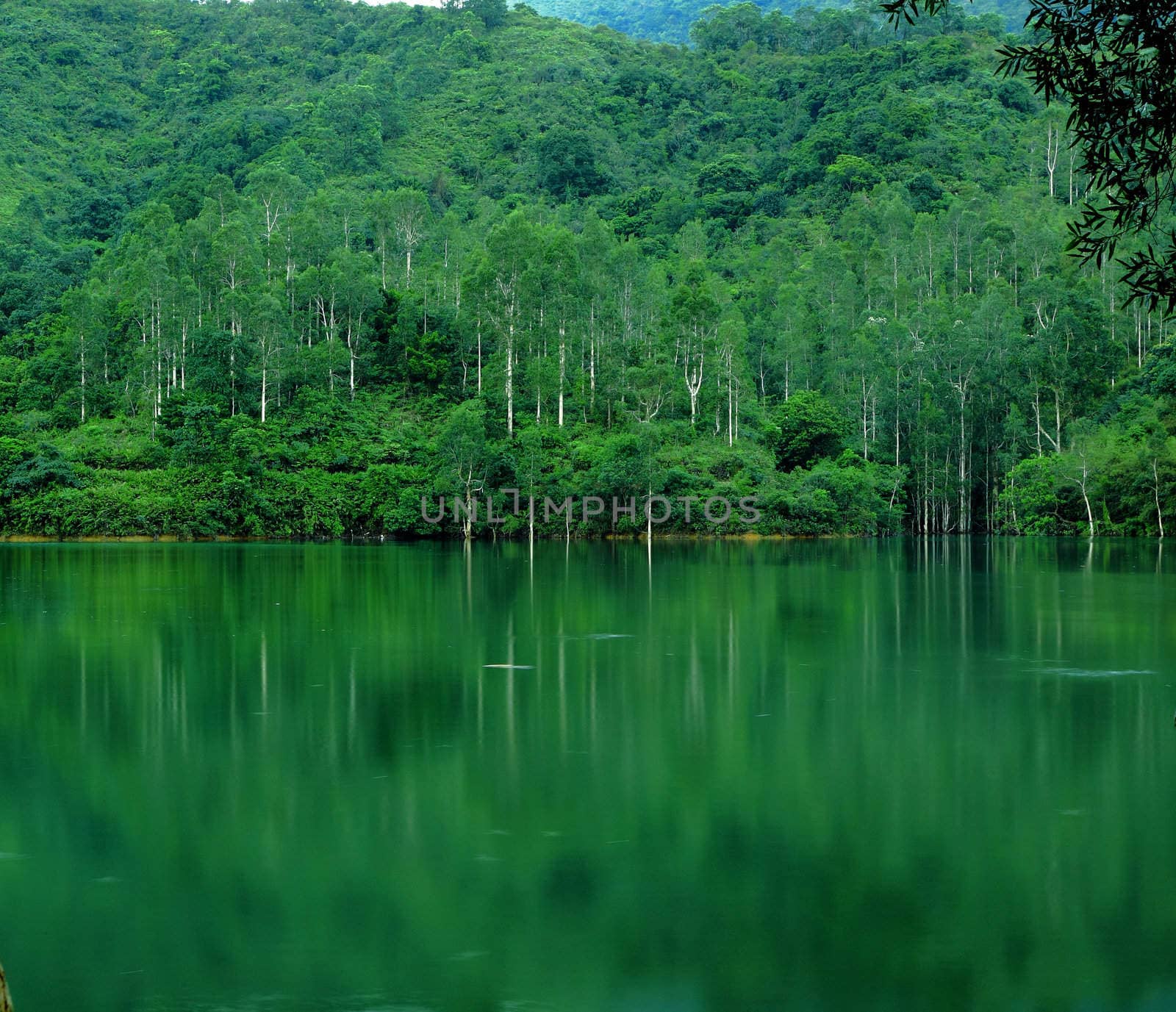 lake with tree