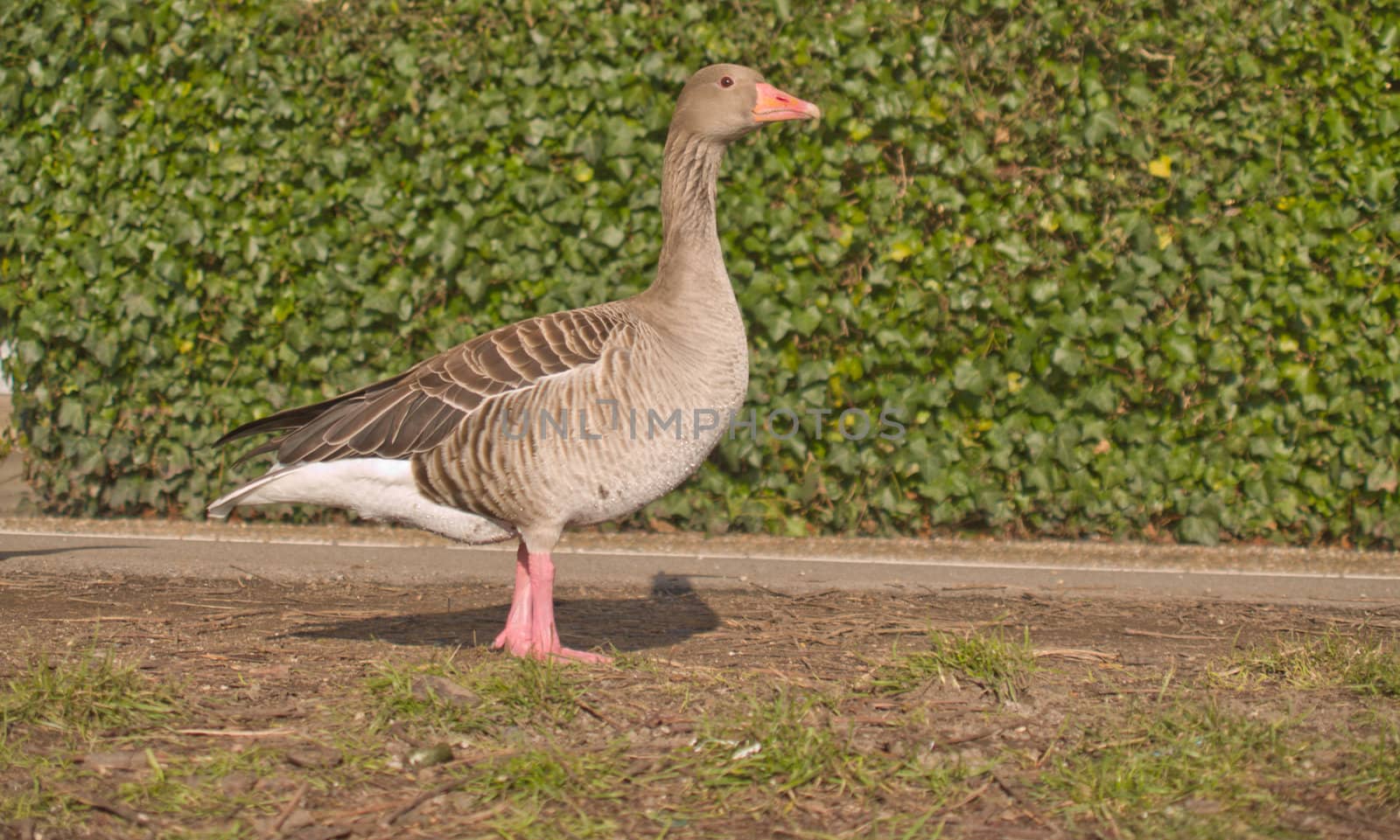 Lone goose standing on grass - copy space