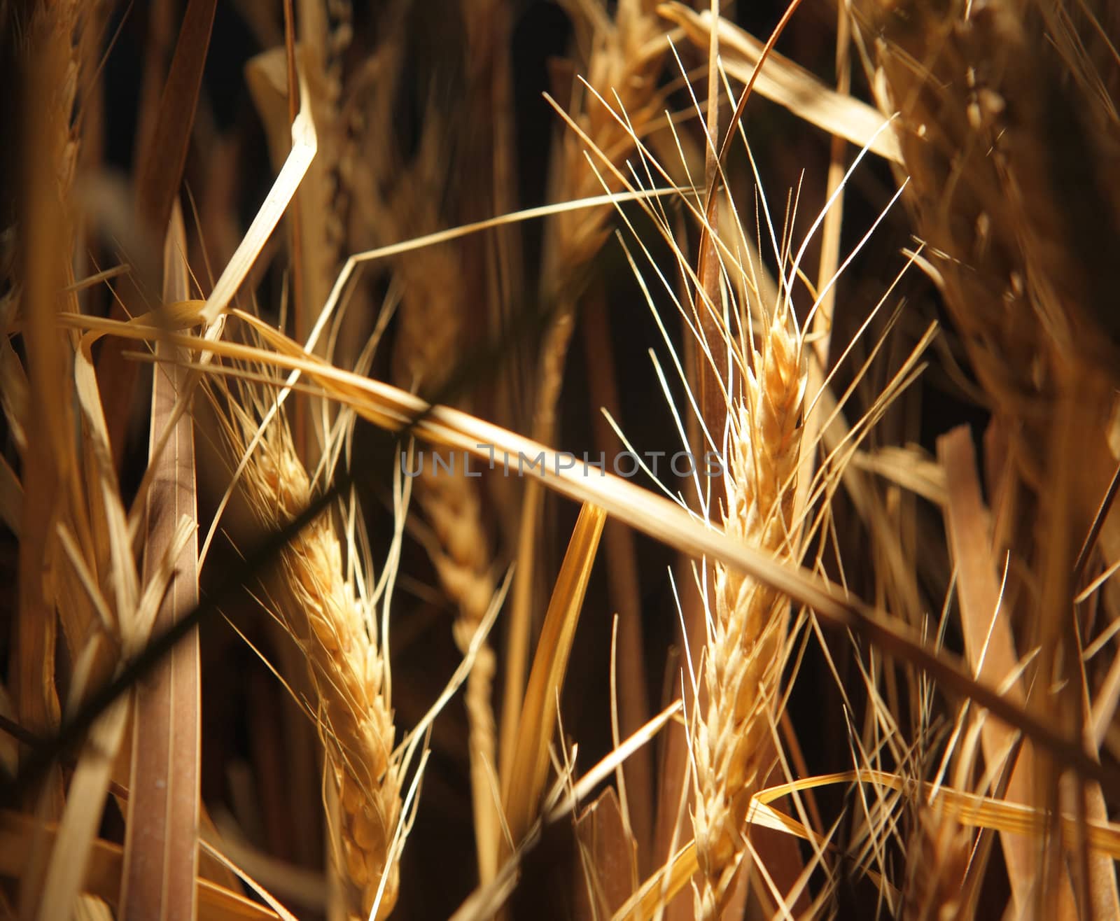 wheat