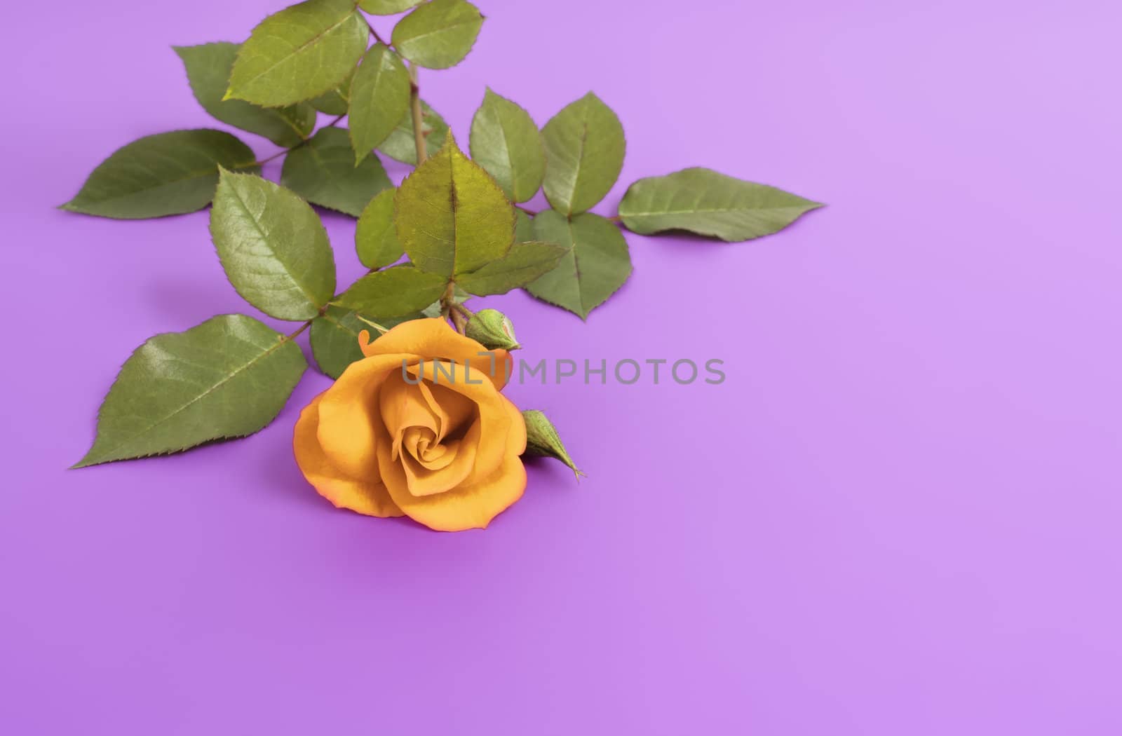 An image of a nice yellow rose on purple background