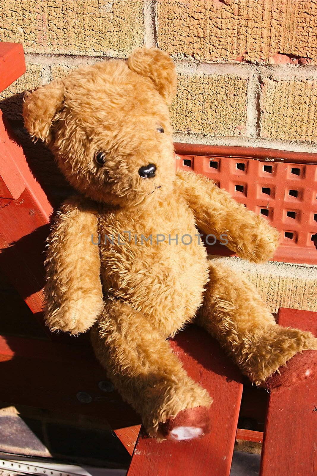 old lonely teddy sitting in the sunshine