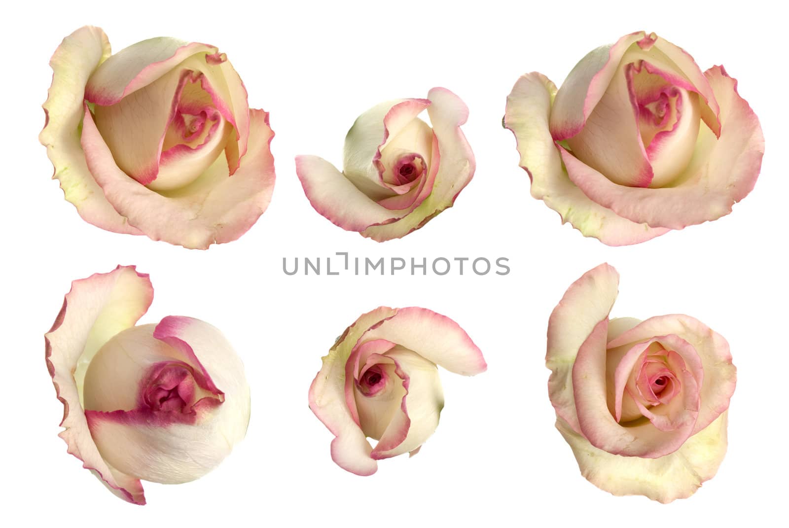 Set of pink roses isolated on white background.