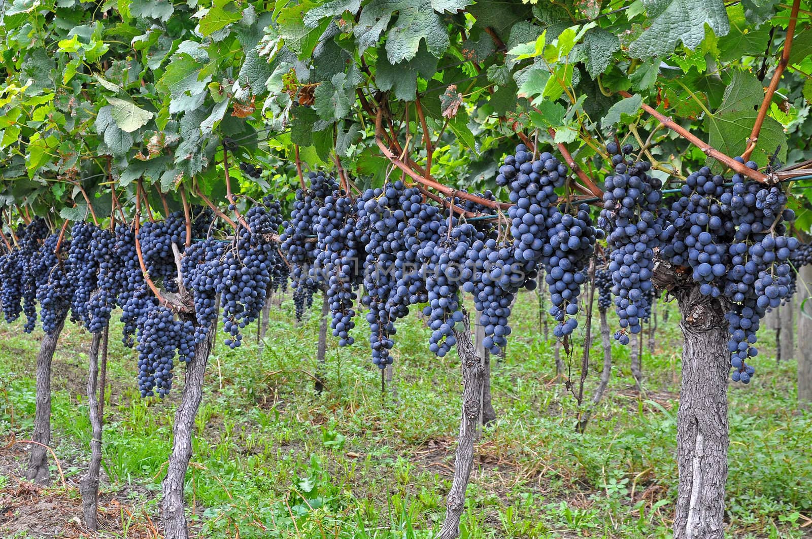 Bunches of grapes at a plantation in southern Europe.