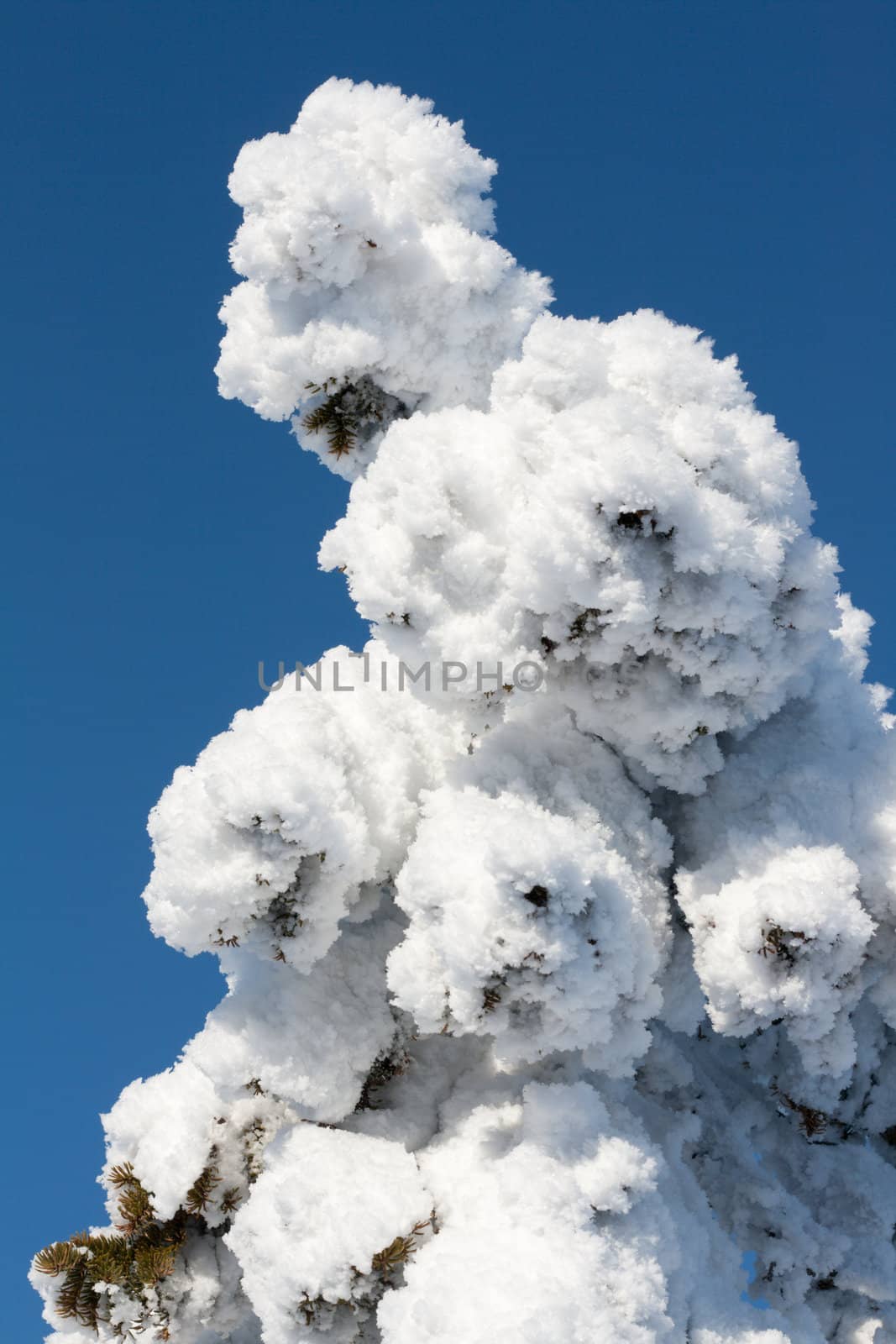 Pine in snow, winter, sunny, blue sky
