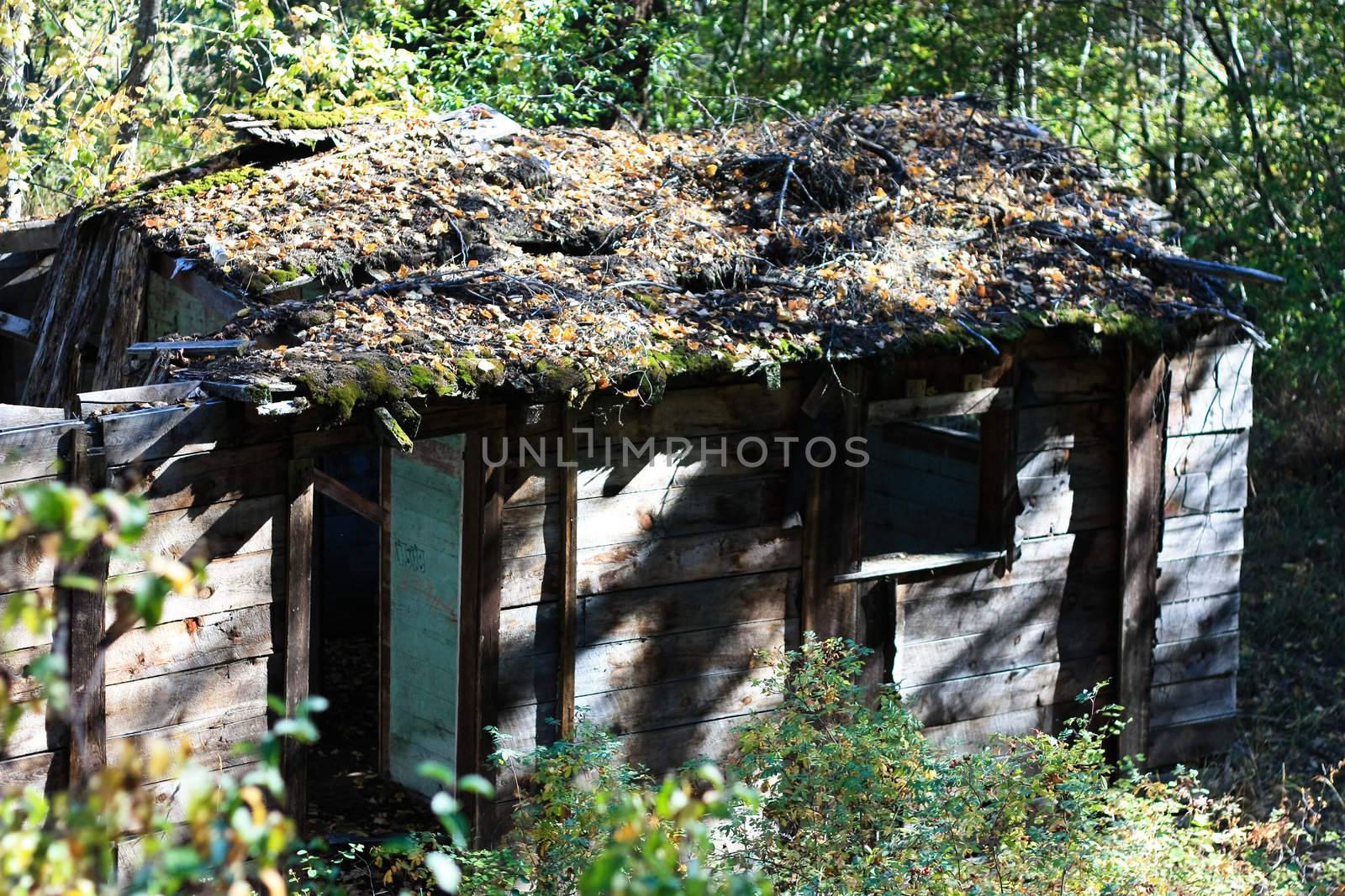 an old destroyed house in the forest in summer time
