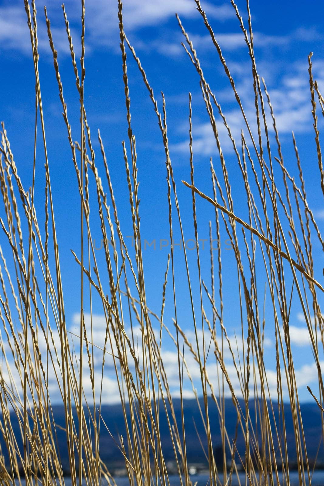 azure sky view through yellow lawn