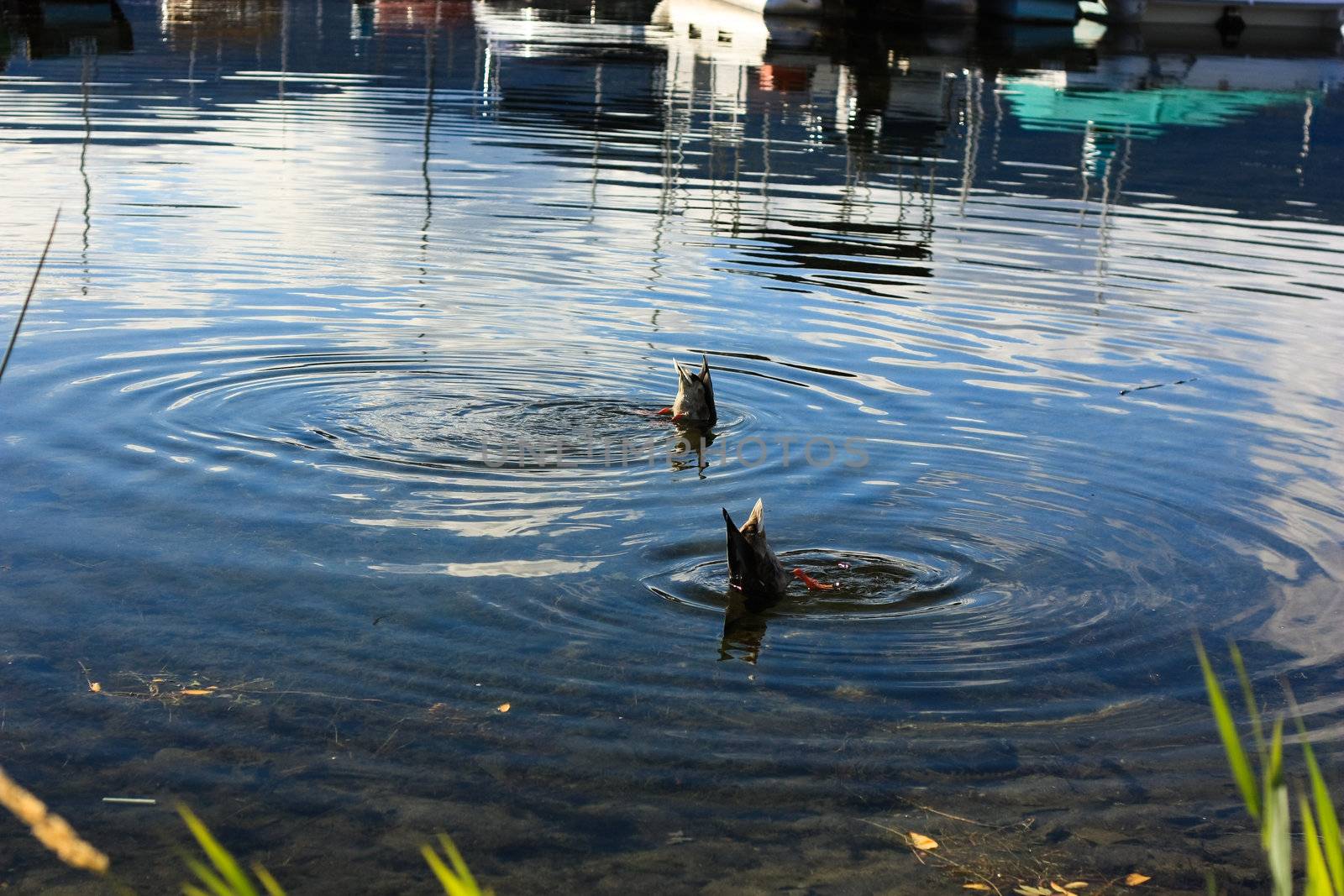 two ducks are diving on the lakeshore