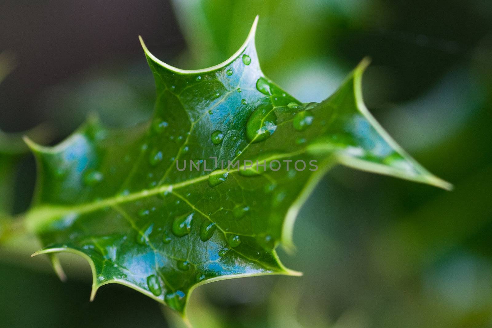 Mahonia Leaf with rain drops