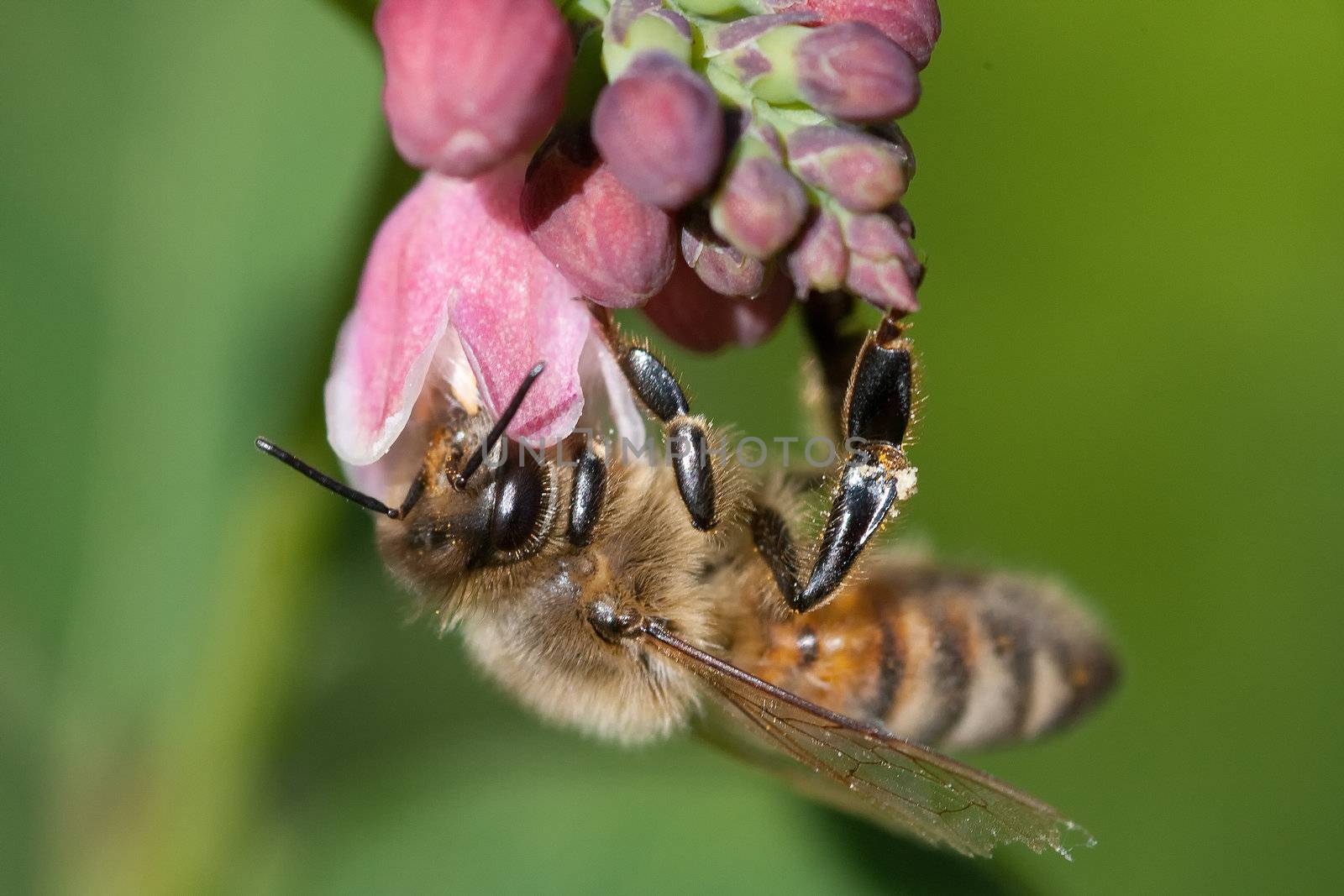 A Honey bee hanging from a flower