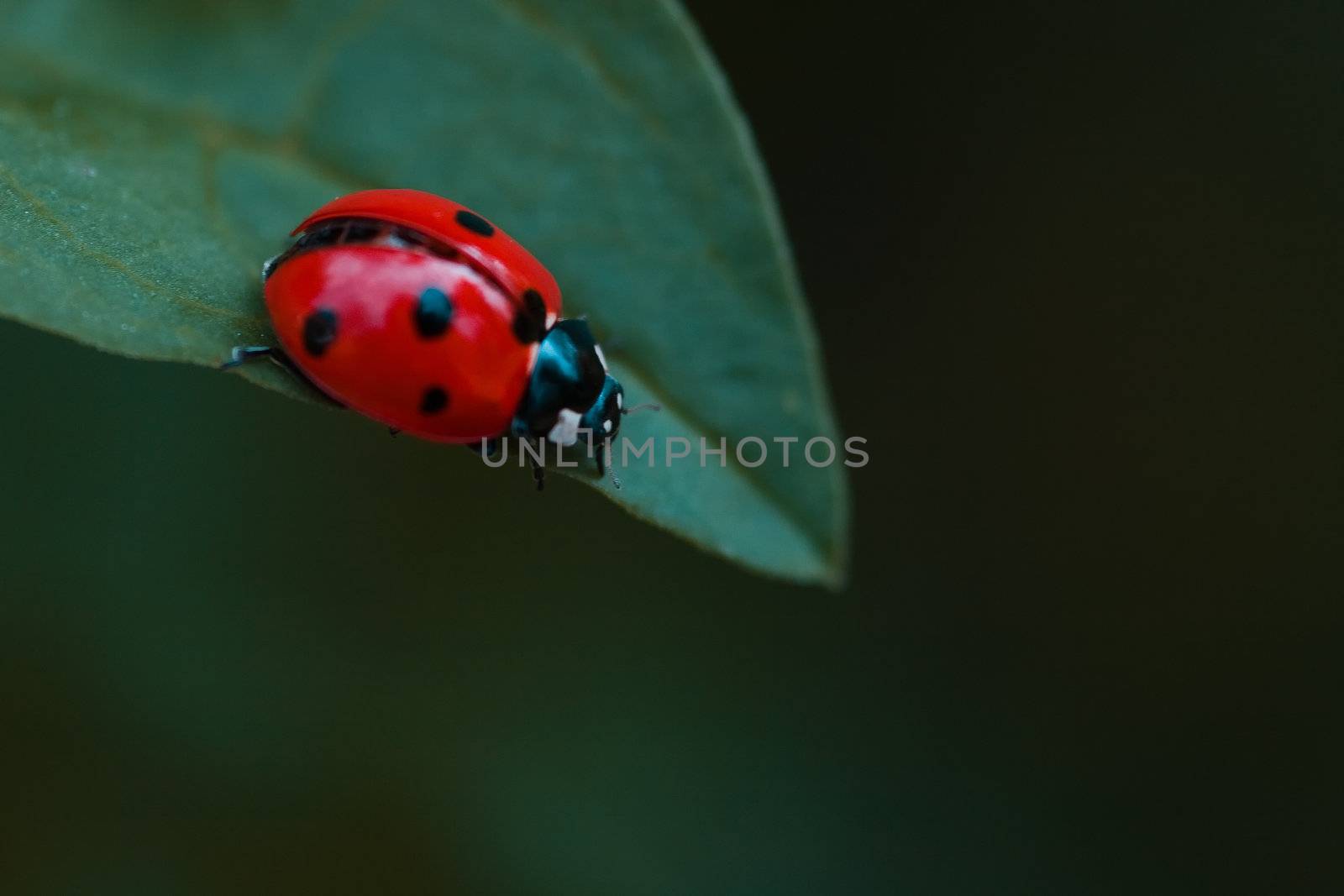 A ladybug on the edge of a leaf