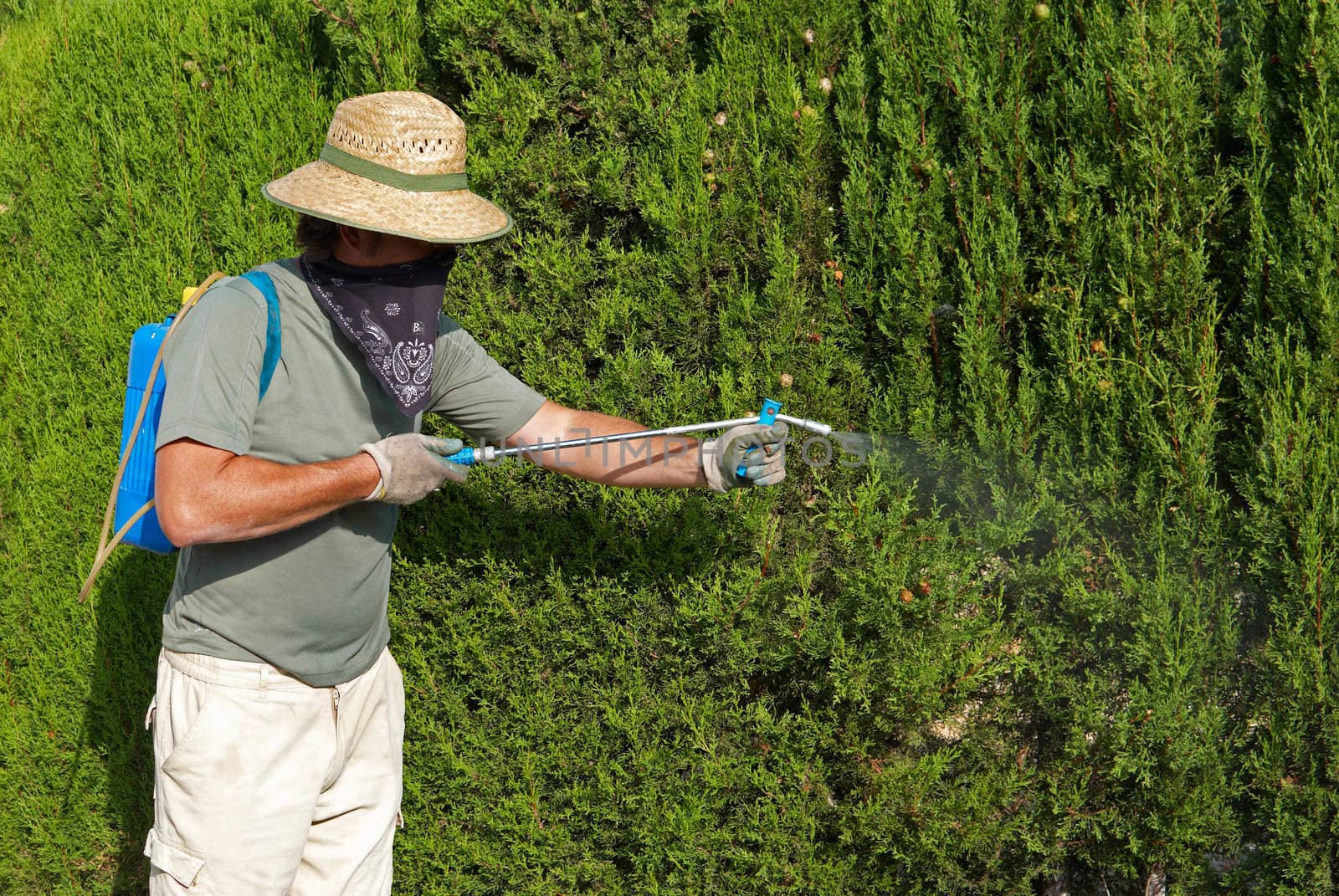 A gardener spraying a lush hedge with pesticide