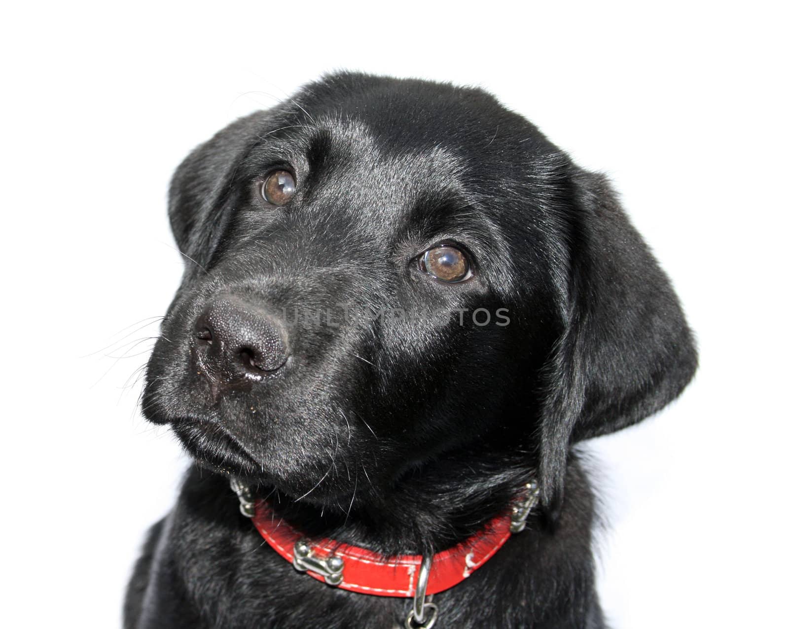 Black Labrador with copyspace for text
