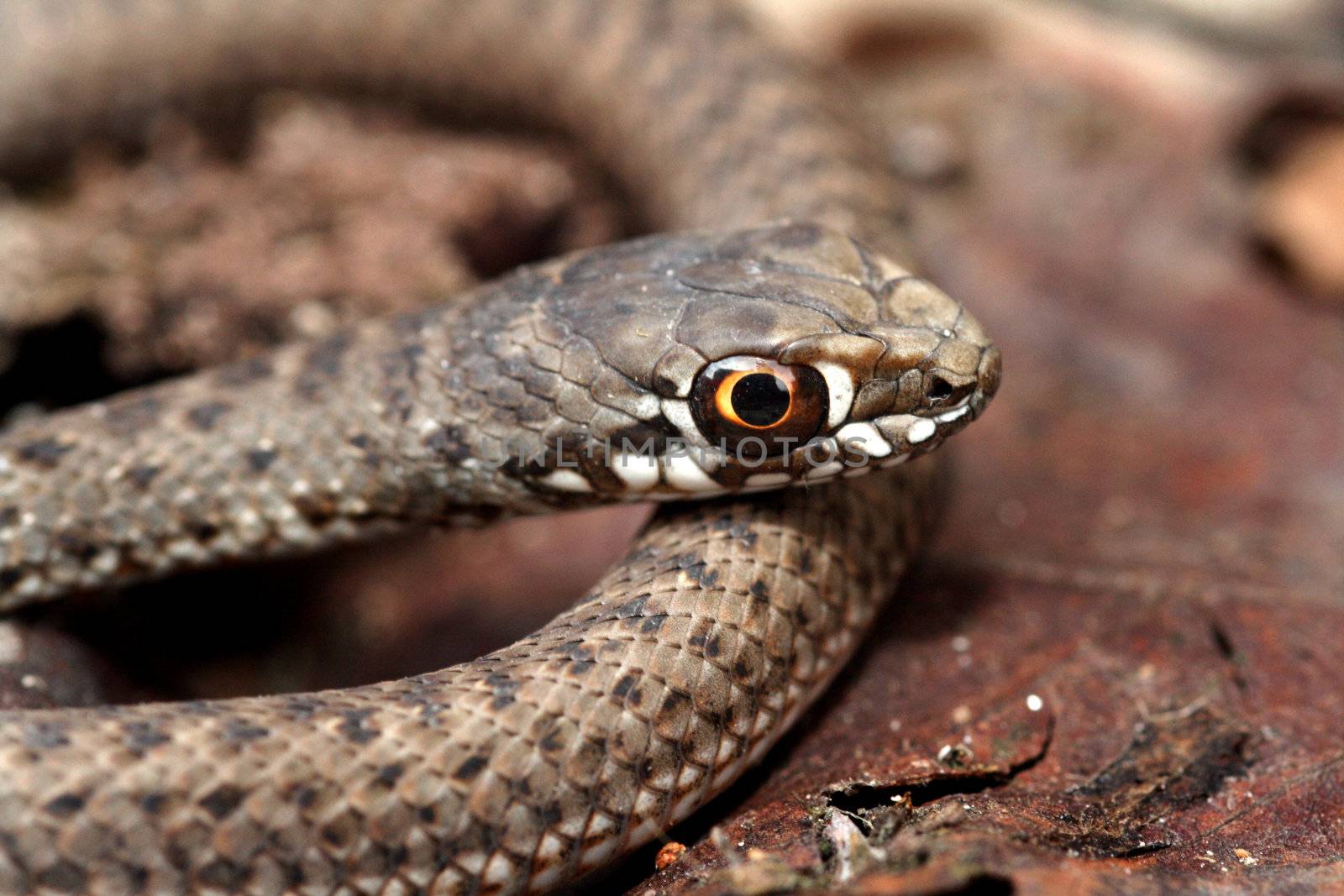 brown snake in the nature