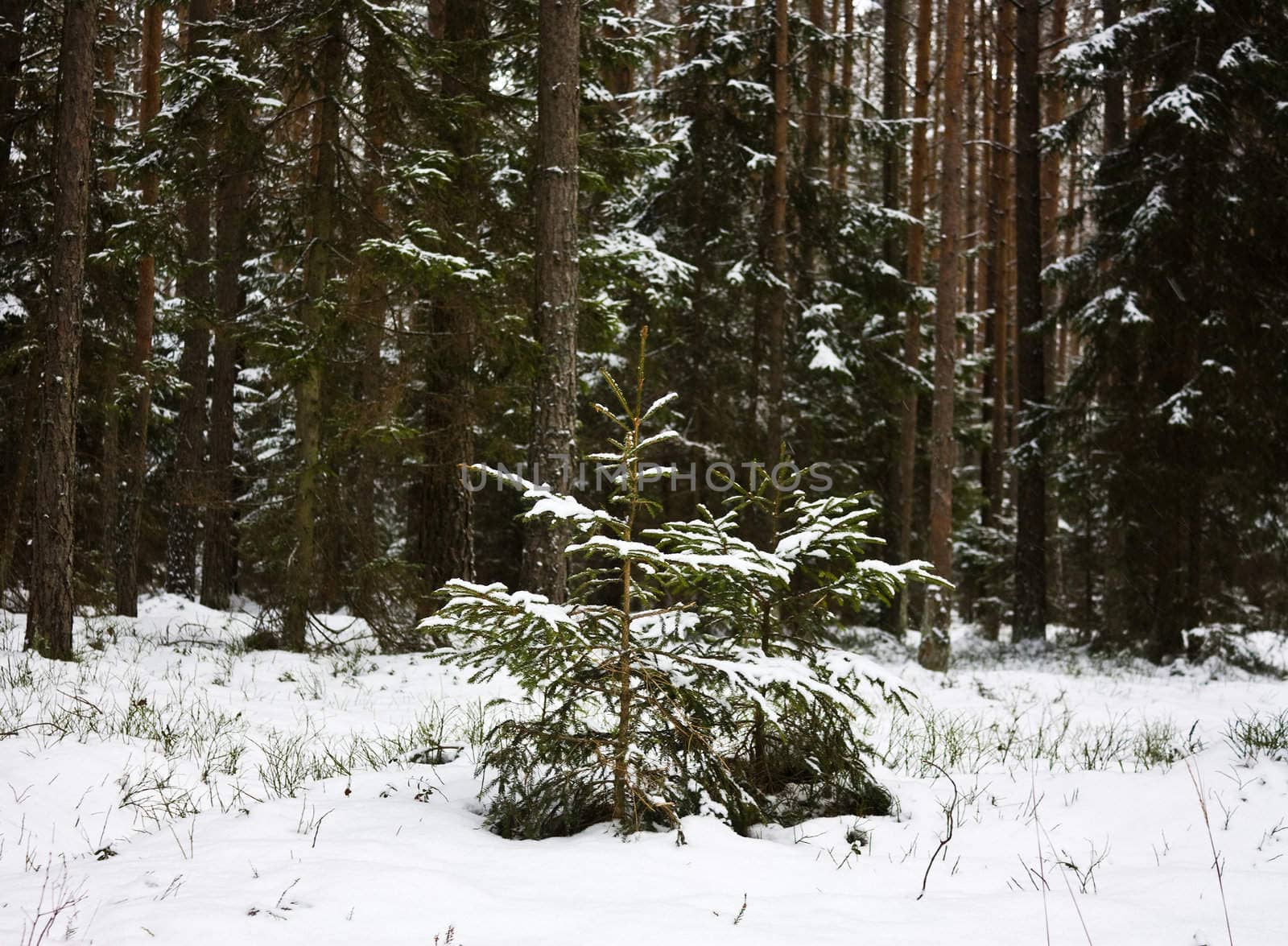 winter forest, snow falls