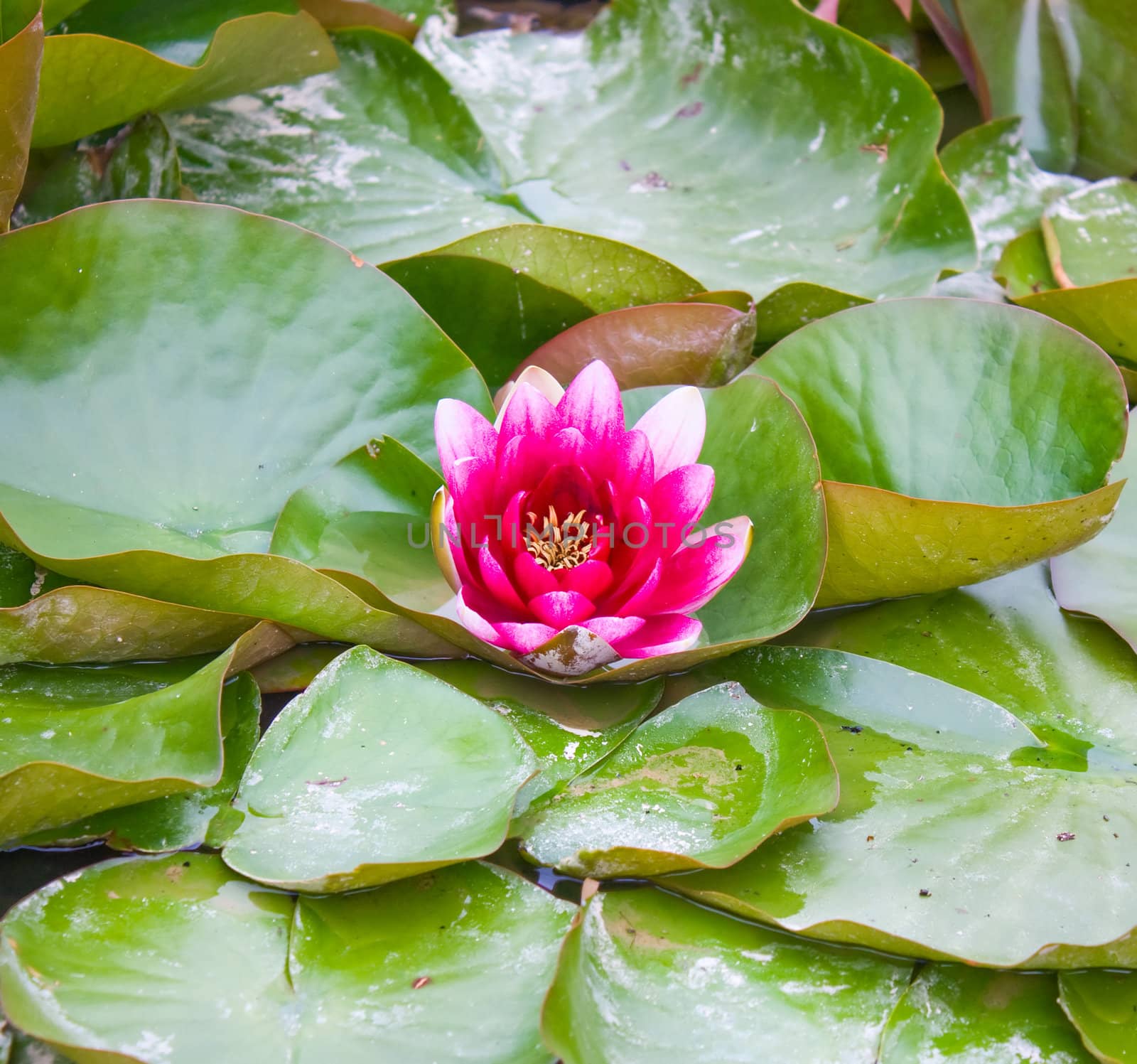 water lily