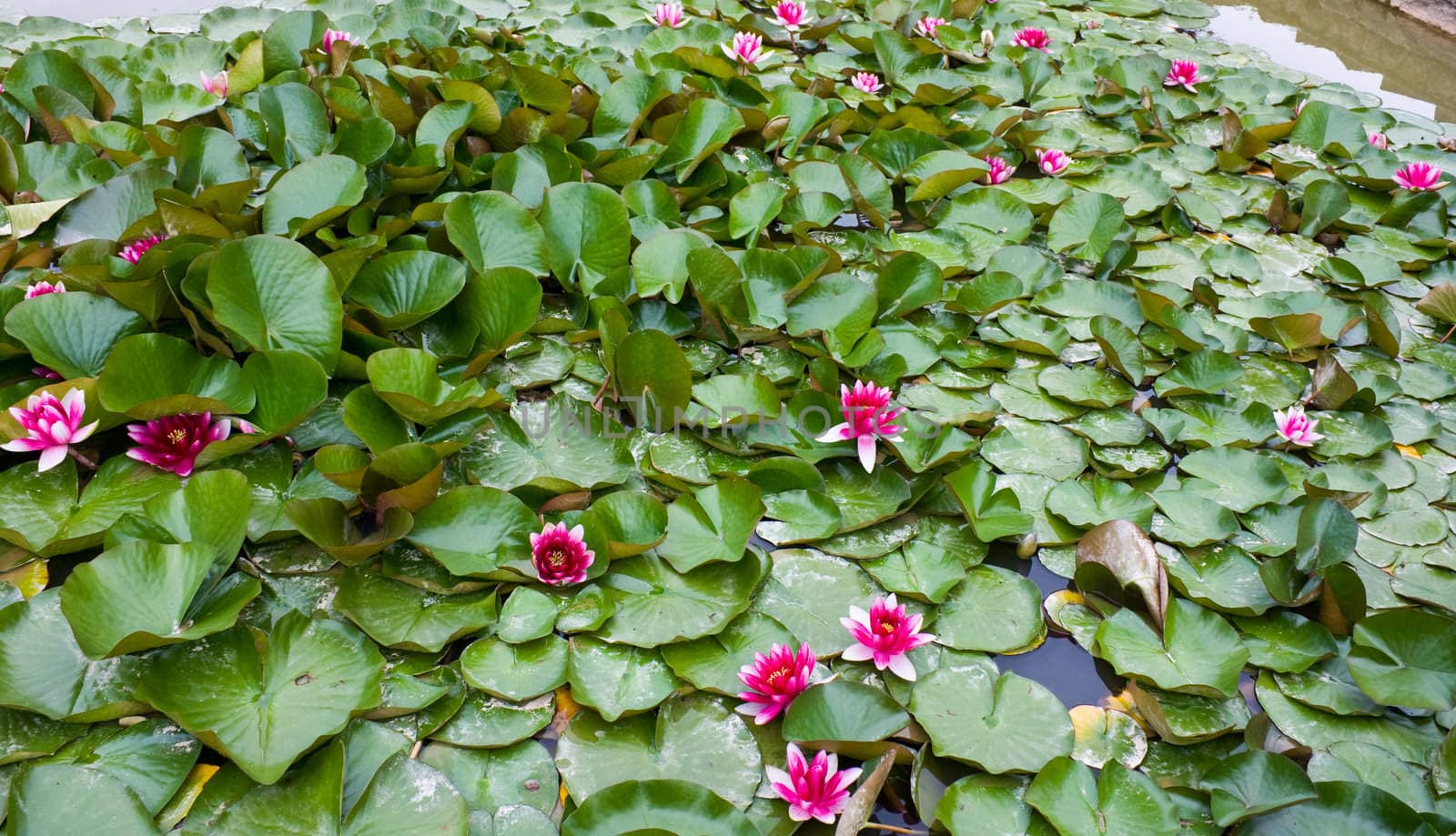 water lily, background