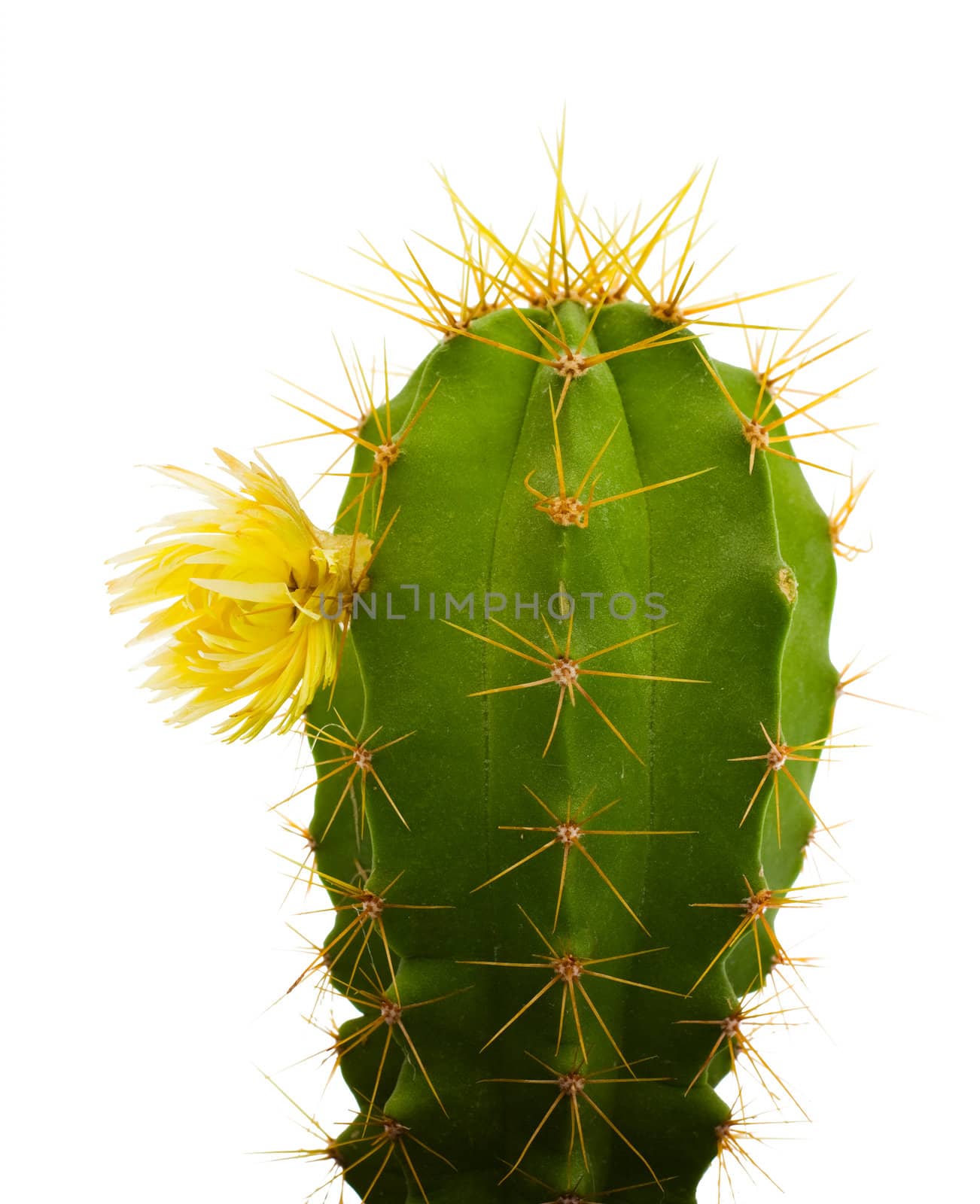 cactus with flowers, isolated on white