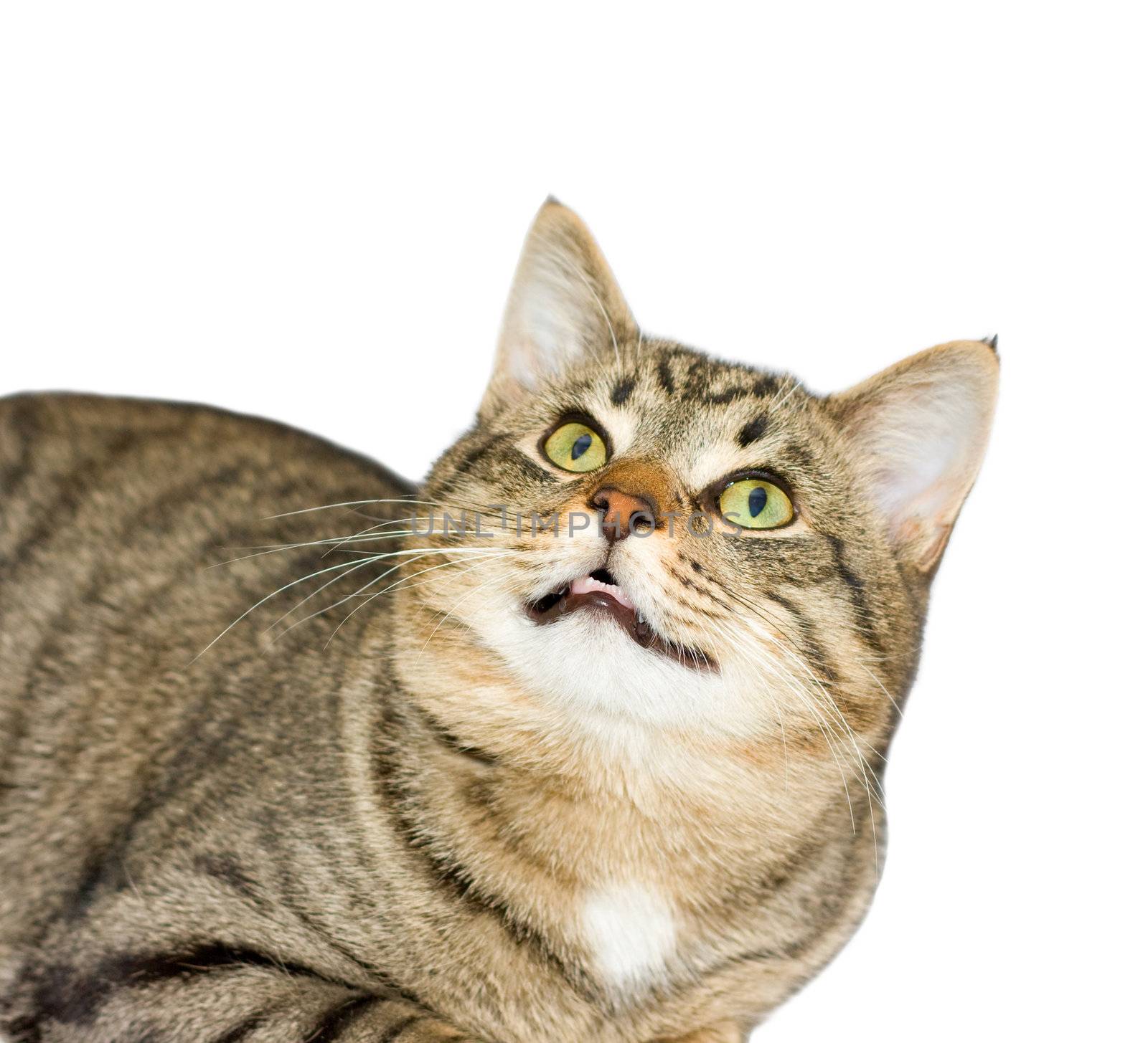 cat, a portrait