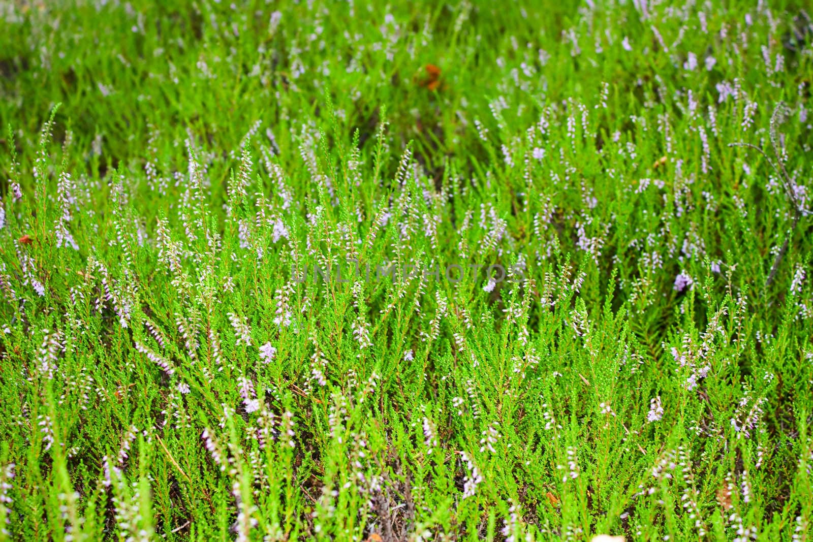 field of flowers, natural green background