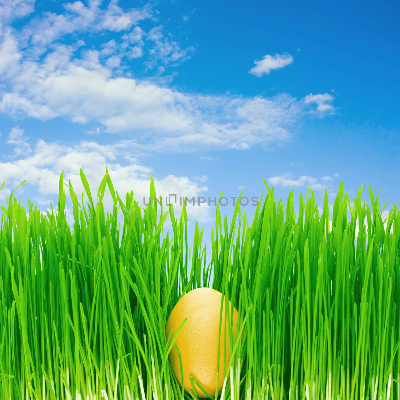 egg in the grass, blue sky