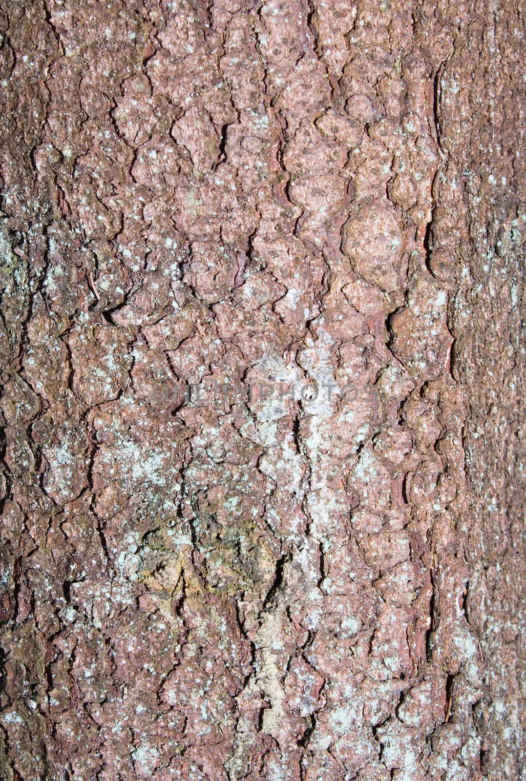 bark of a tree, an abstract background