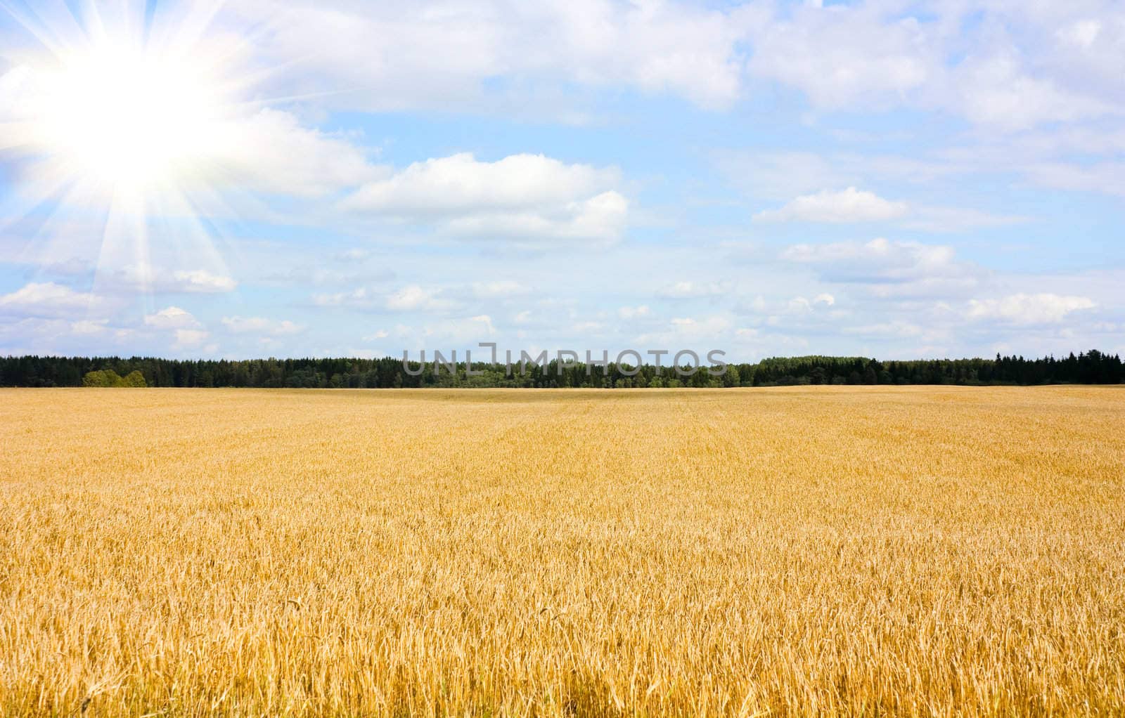 field of wheat