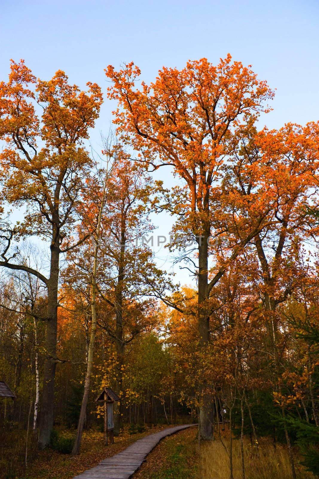 Autumn, Oak Park
