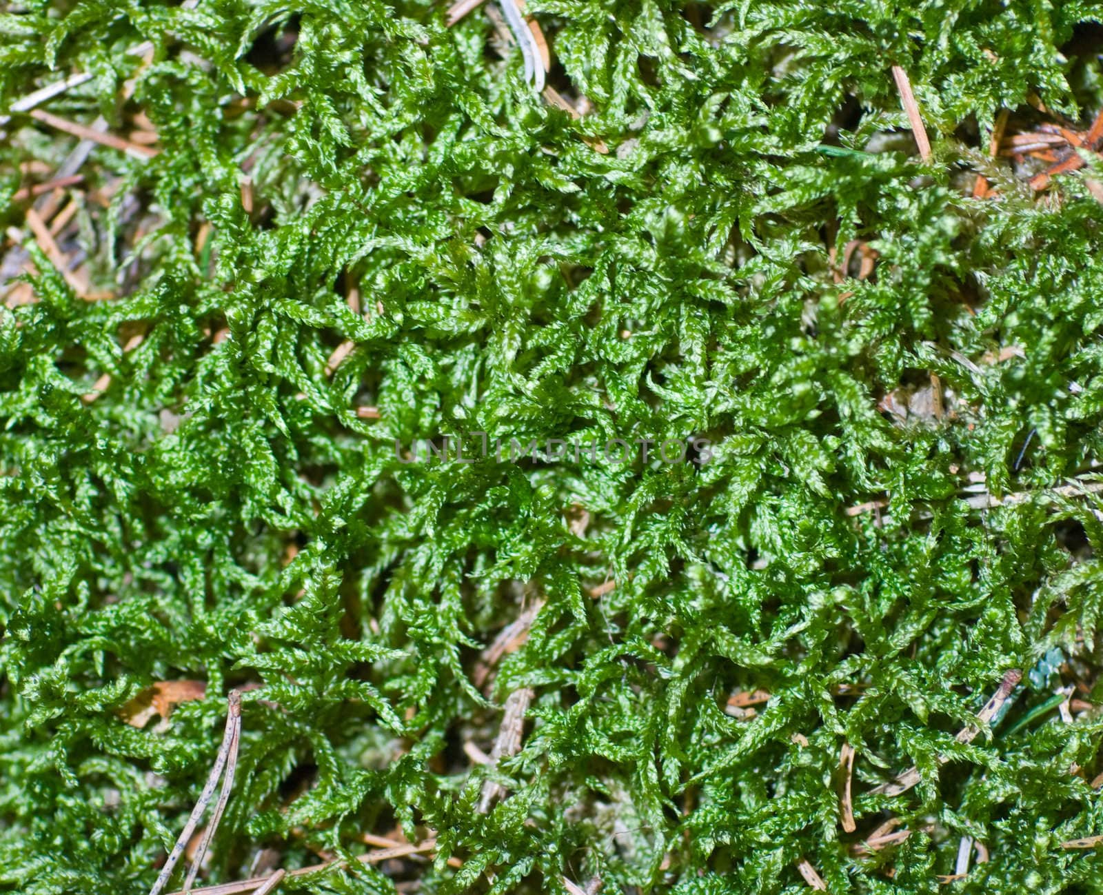moss green background