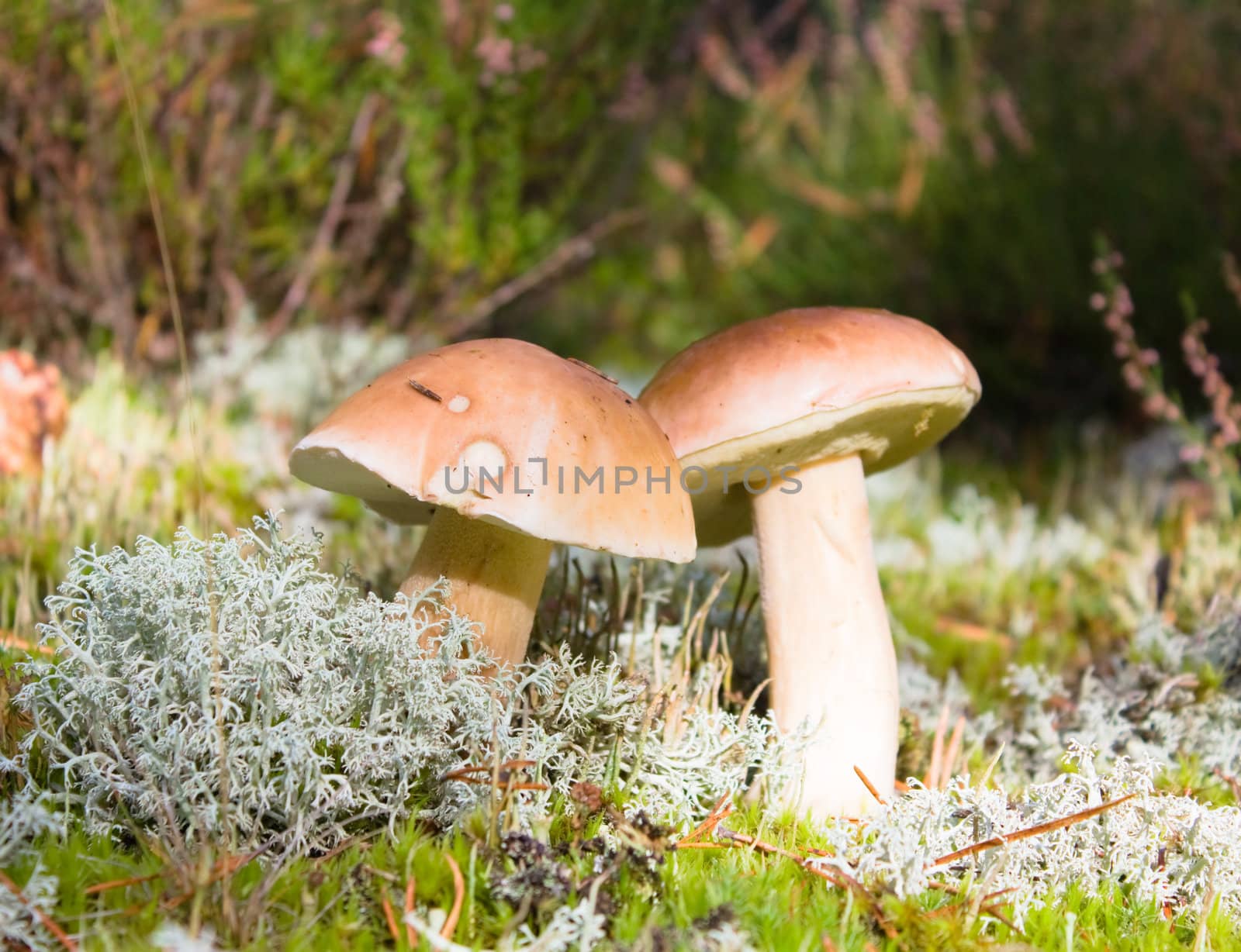 mushrooms in the moss