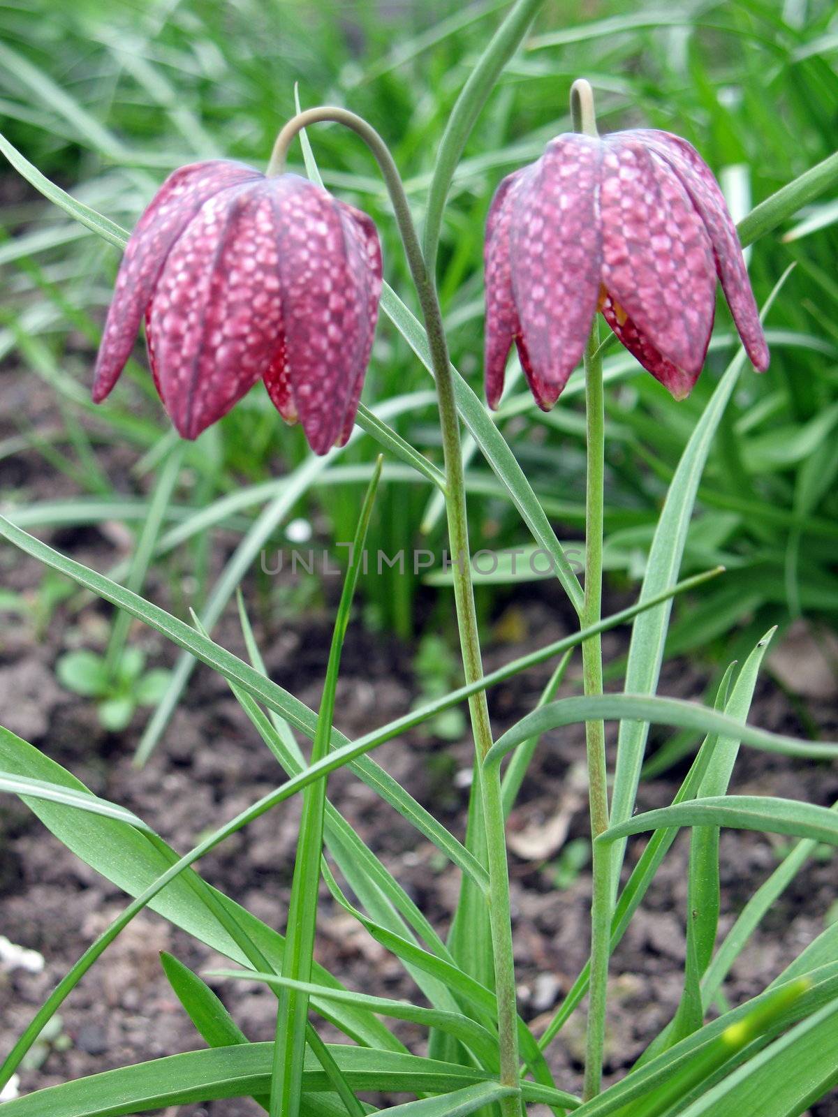 First spring flowers of fritillaria meleagris in the garden.