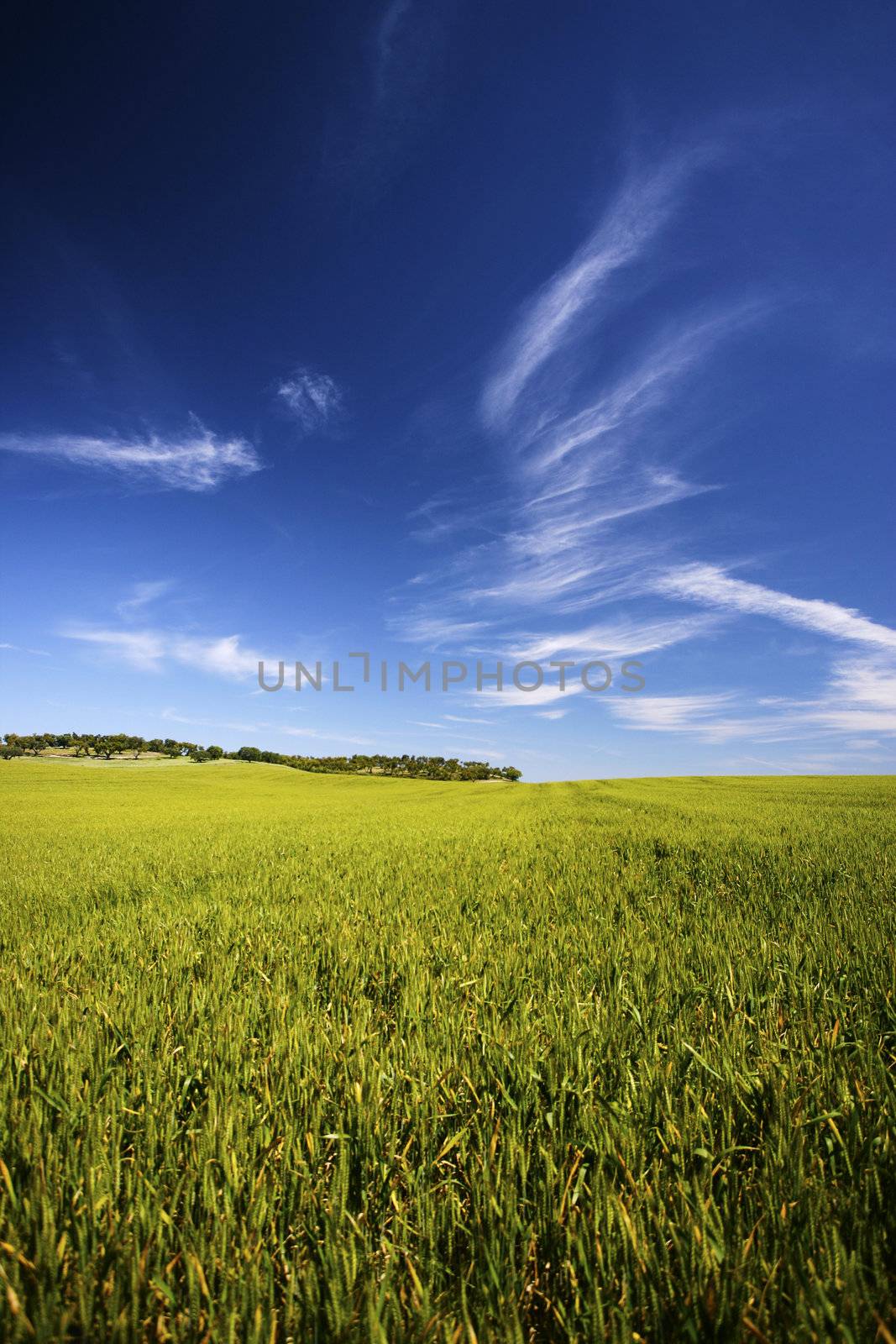 beatiful spring landscape with grass and sky by mlopes