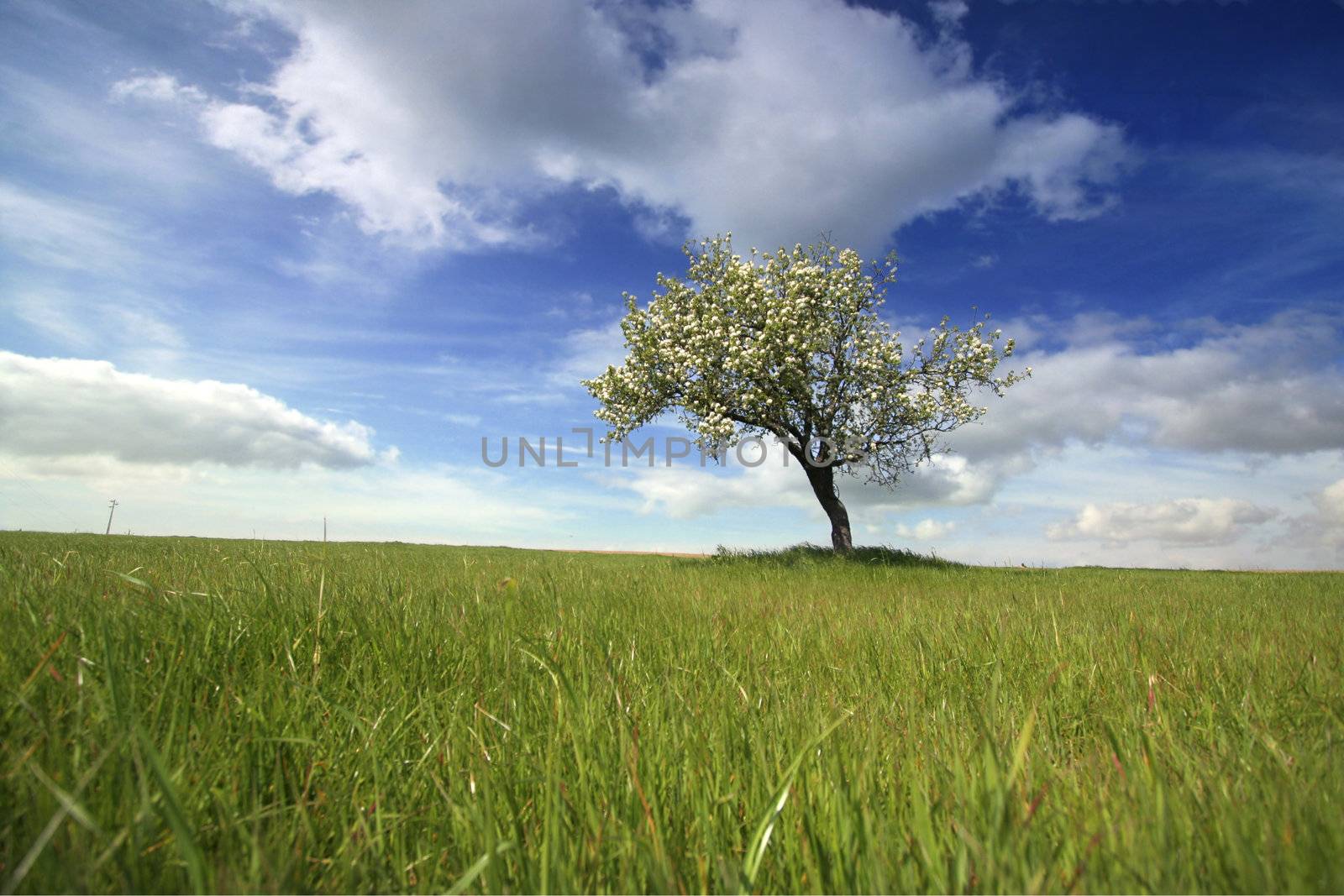 Beautiful spring landscape with lonely tree by mlopes