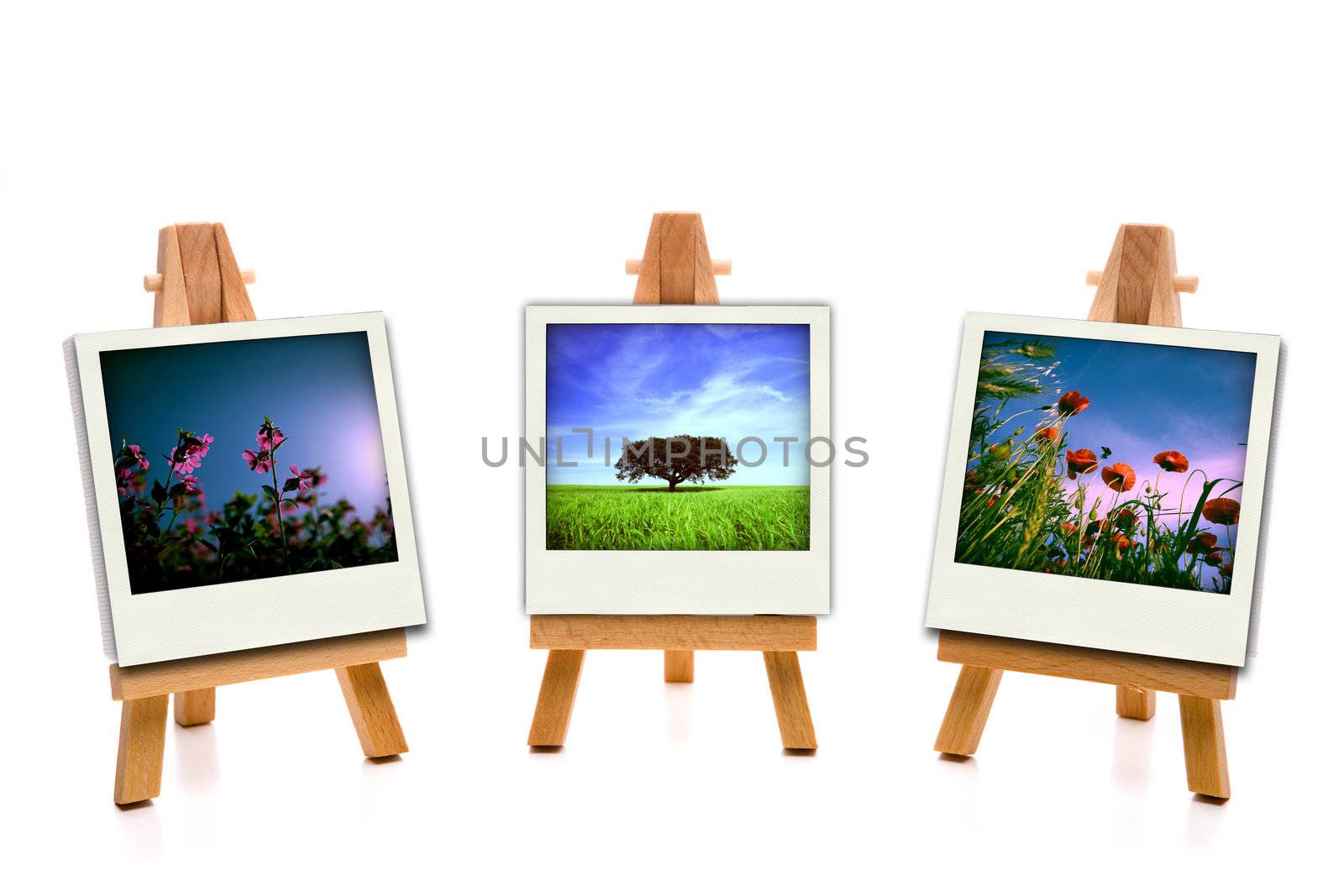 three white painting canvas holding spring photos by mlopes