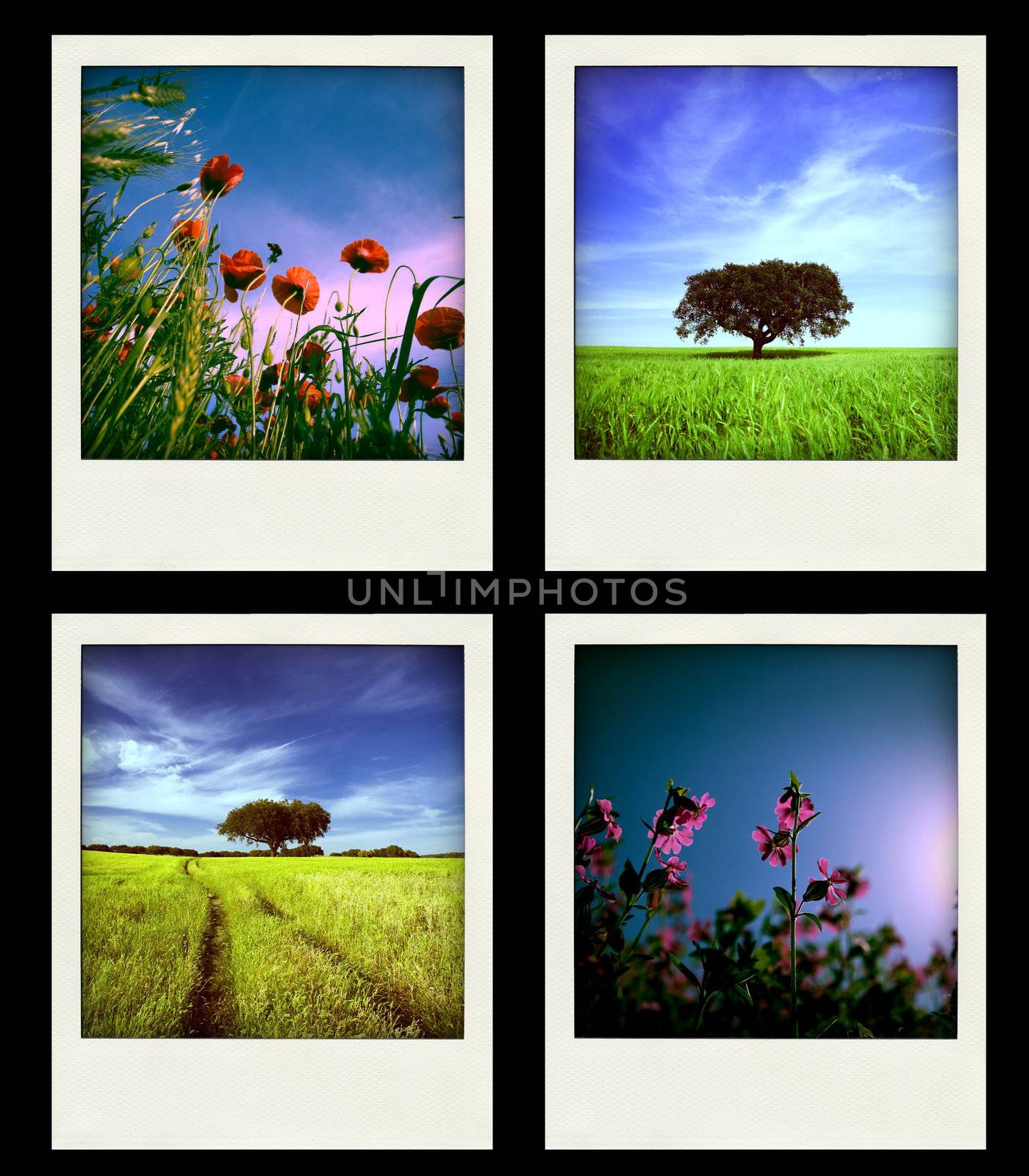 Set of four instant Nature and Spring Photos by mlopes