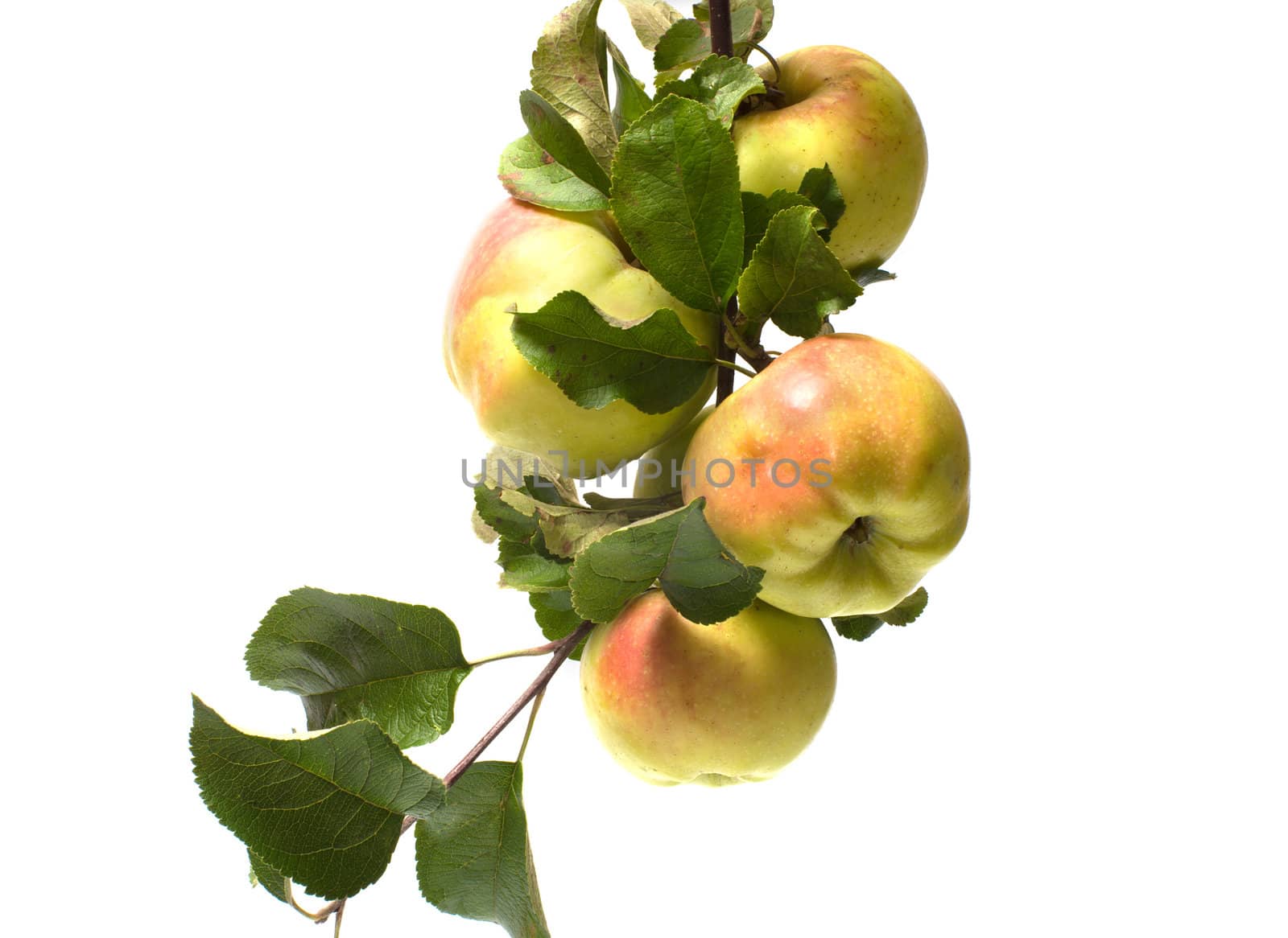 Branch with apples it is isolated on a white background.