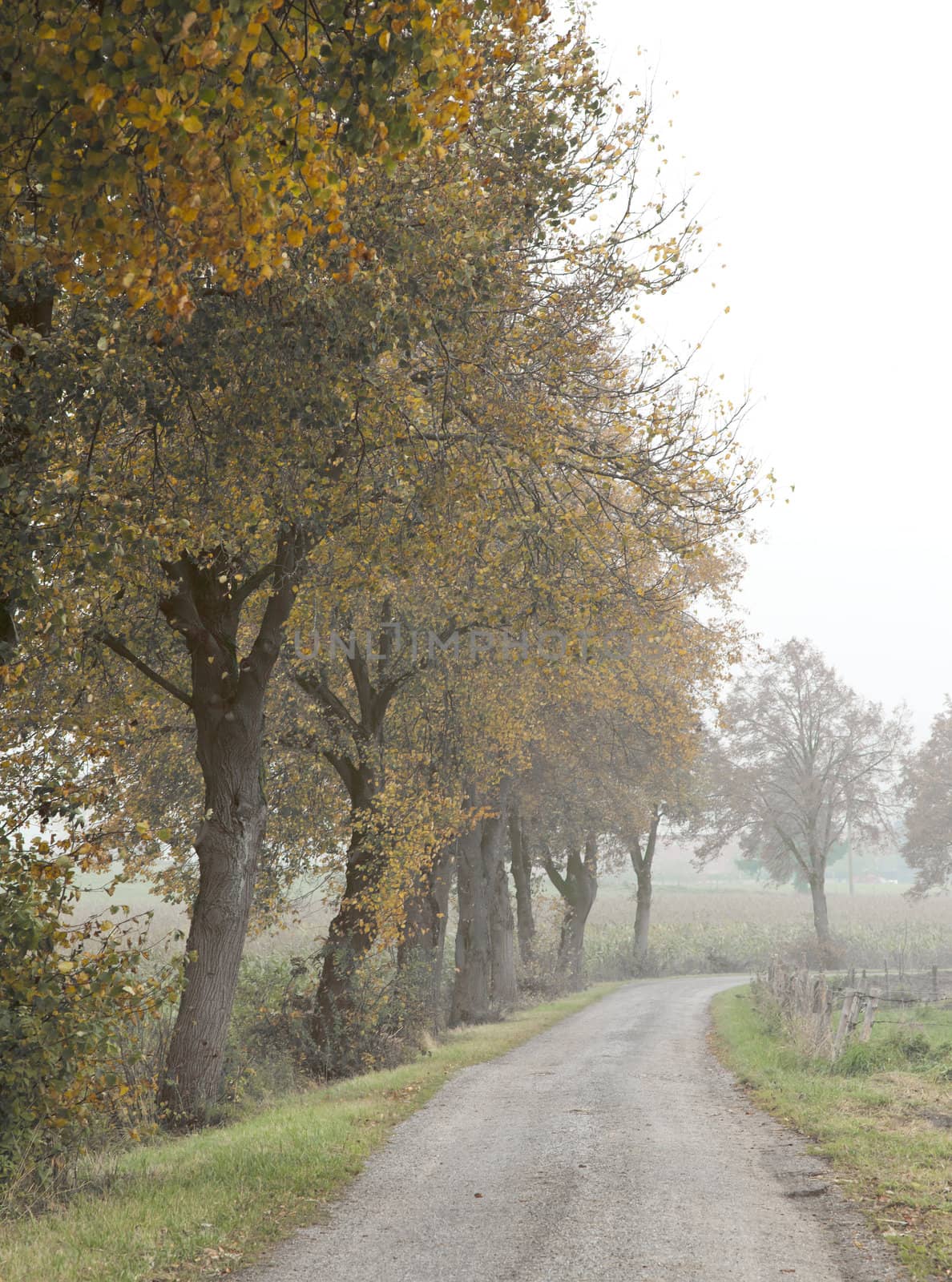 nebel by magann