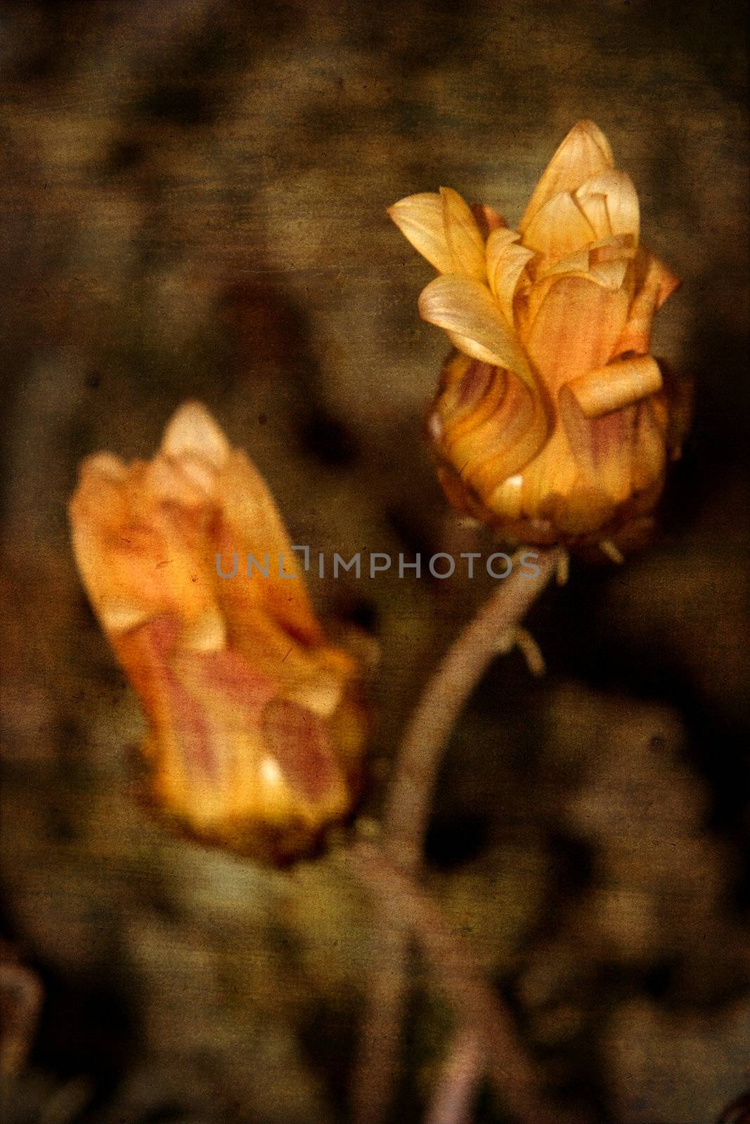 Grunge floral background. Yellow roses over old paper texture. Portrait orientation.