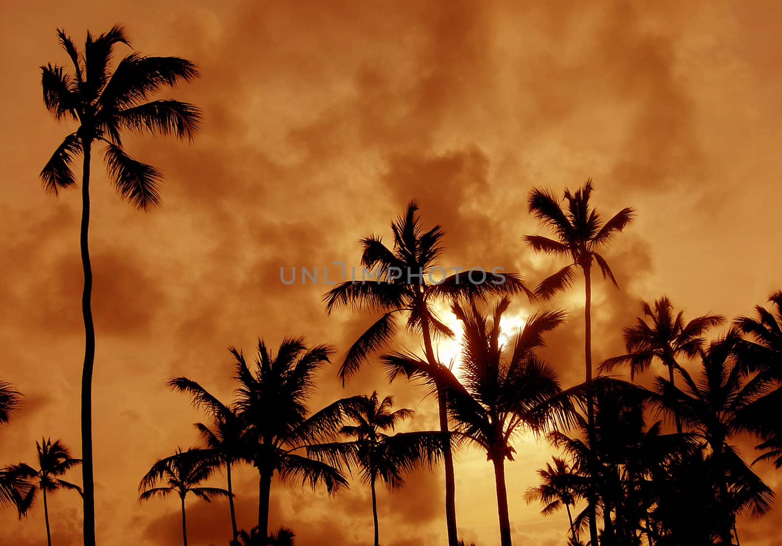 The silhouettes of a bunch of palm trees shot against the setting sun.