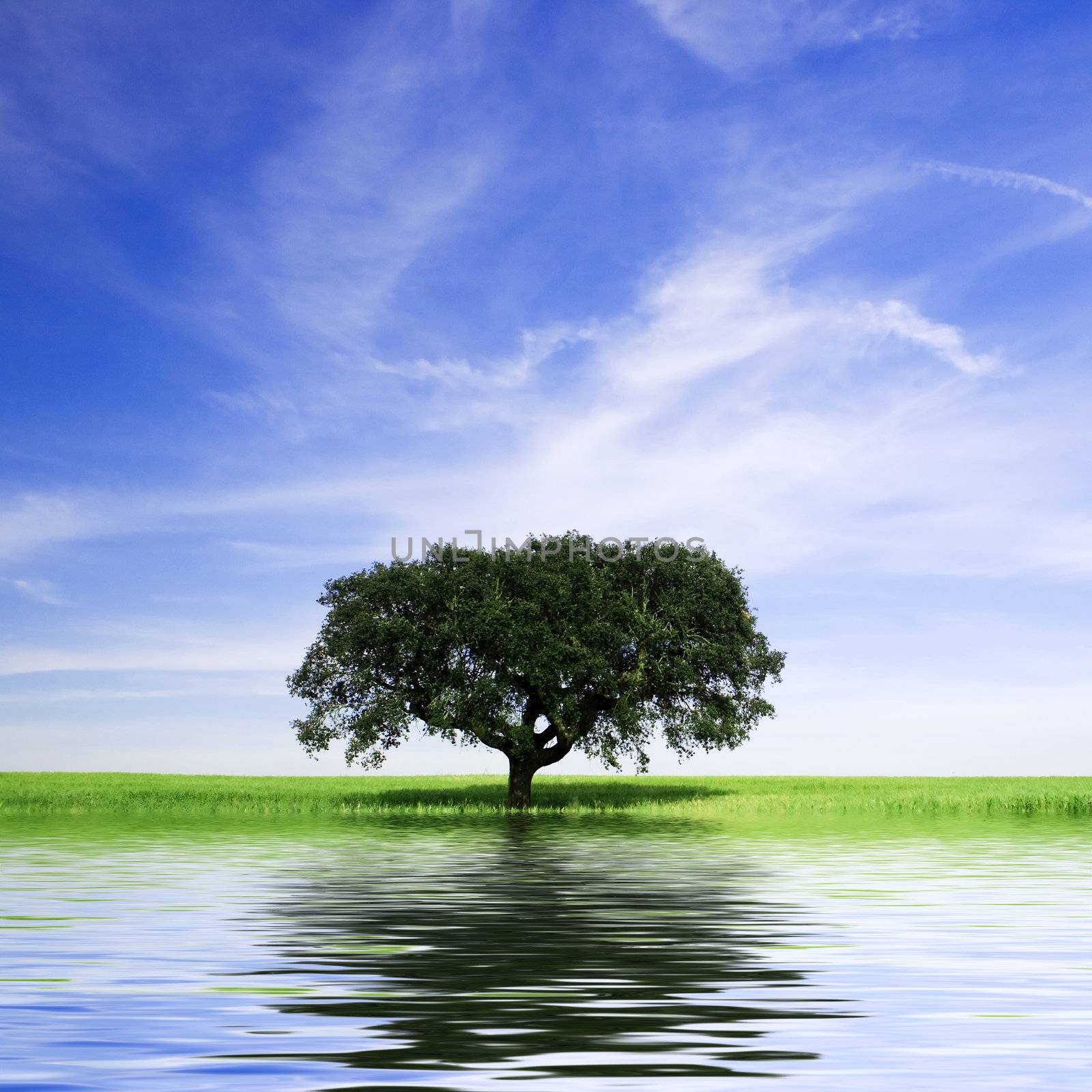 lonely tree in rural landscape with water reflex by mlopes