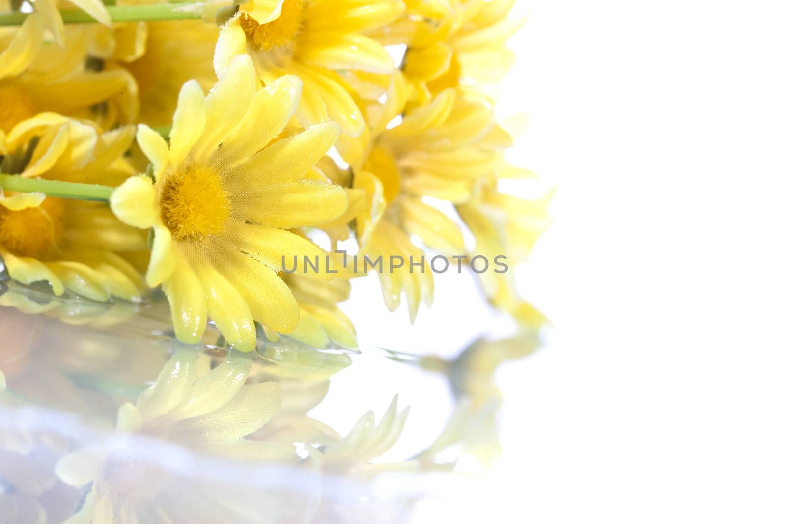 yellow daisys isolated on white background by mlopes