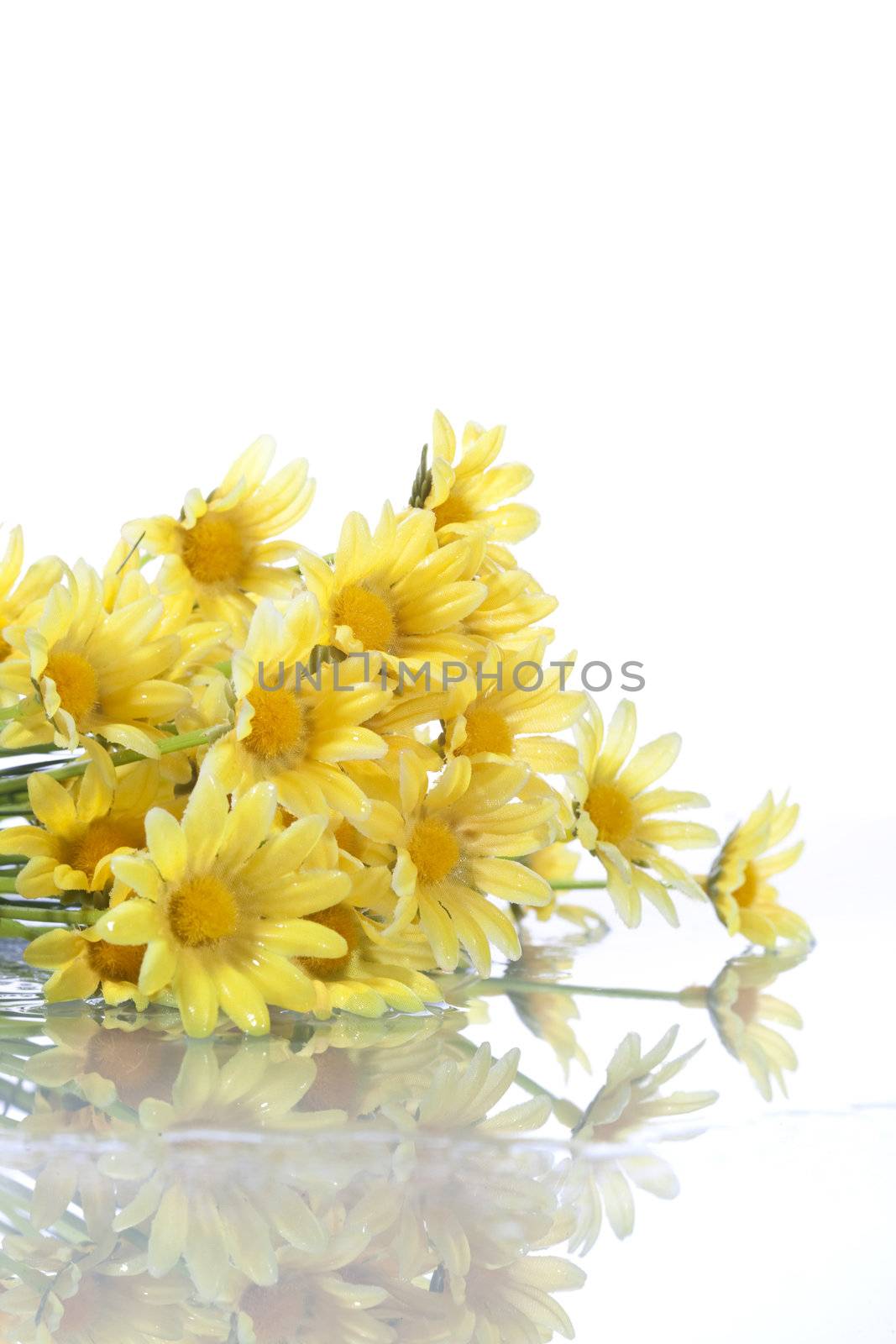 yellow daisys isolated on white background - shallow dof for extra dynamism.