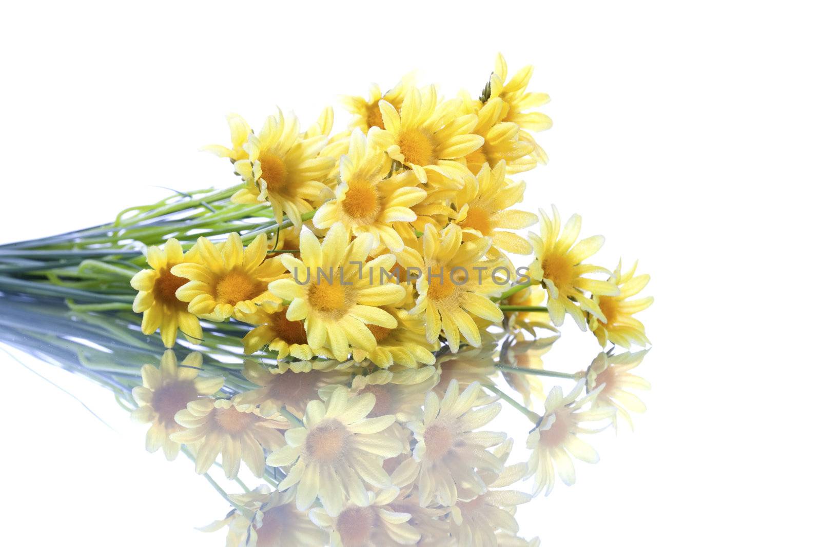 yellow daisys isolated on white background - shallow dof for extra dynamism.