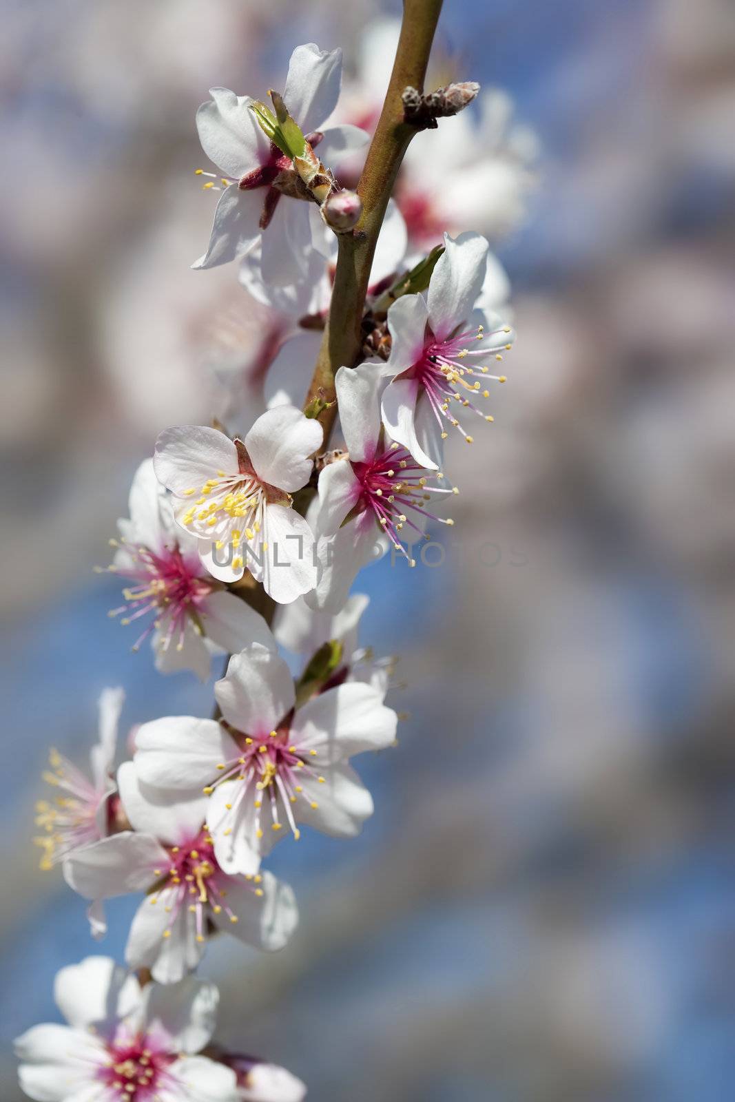 almond tree close up detail with white and pink flowers and blue by mlopes