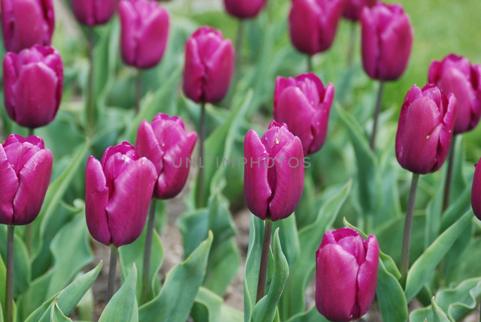 tulips in spring time